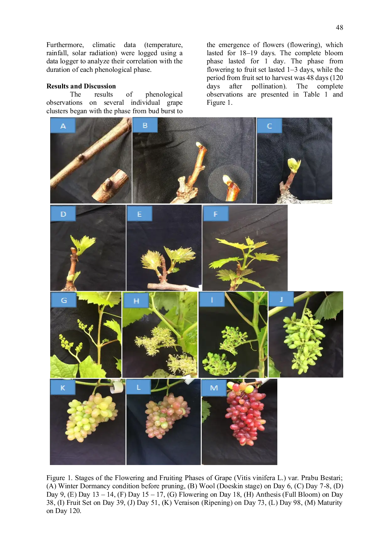 JURIS Phenology Dynamics Flowering and Fruit Development of Prabu Bestari Grape Variety in Denpasar