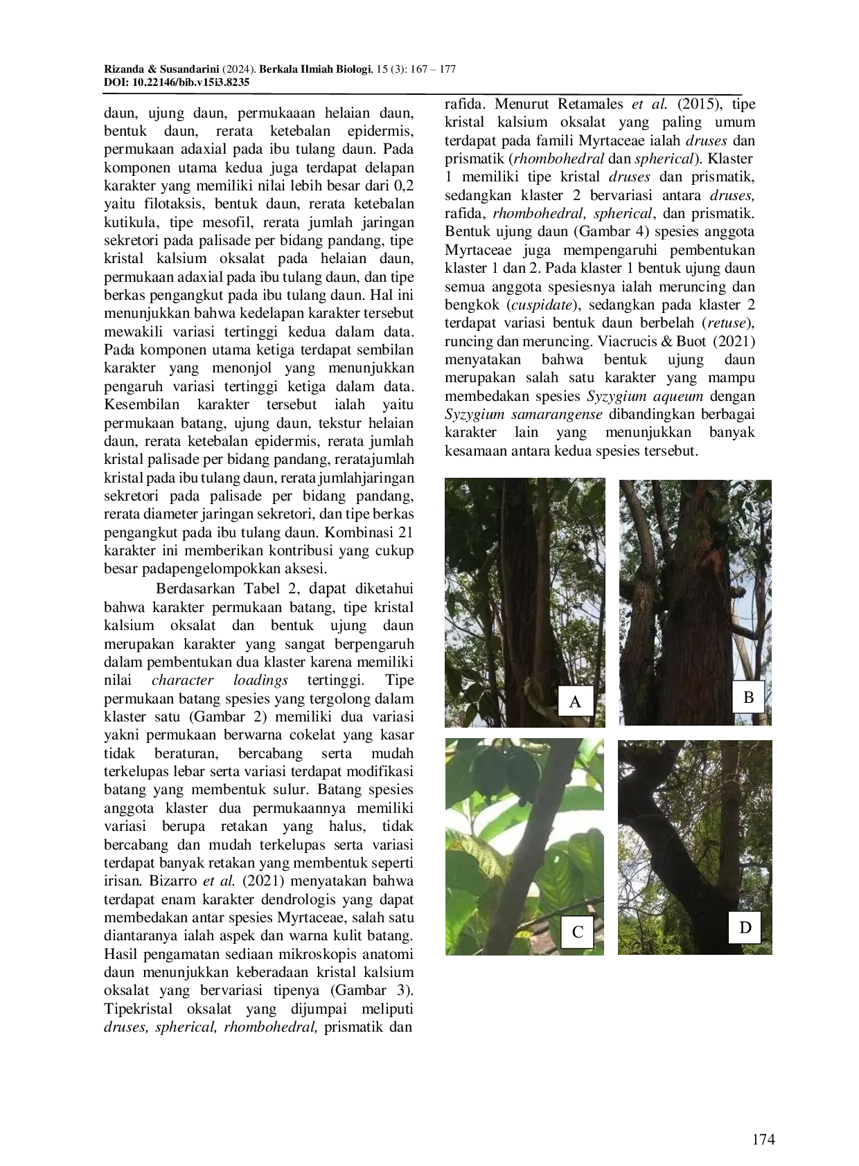 JURIS Hubungan Kekerabatan Fenetik Sembilan Spesies Anggota Myrtaceae Berdasarkan Morfologi dan Karakter Anatomis Daun