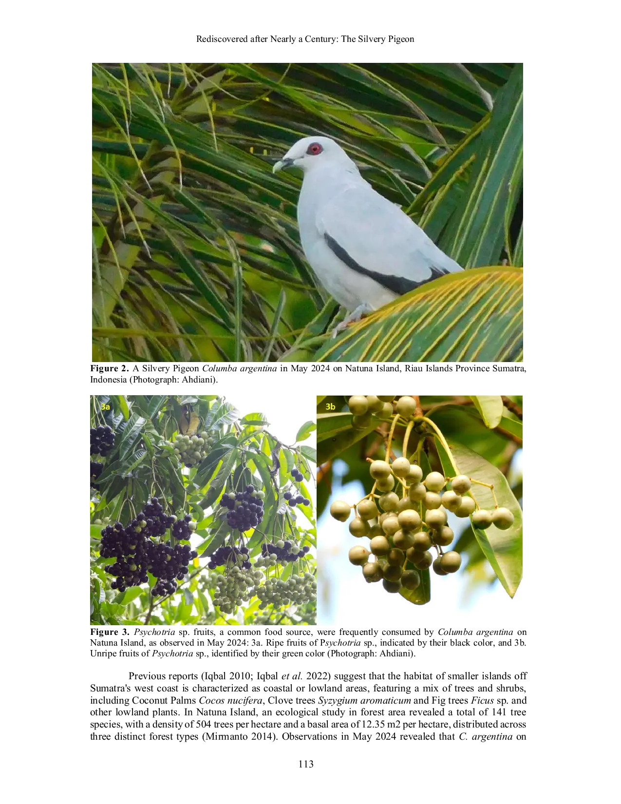 JURIS Rediscovered after Nearly a Century The Silvery Pigeon Columba argentina Columbiformes Columbidae on Natuna Island Sumatra Indonesia
