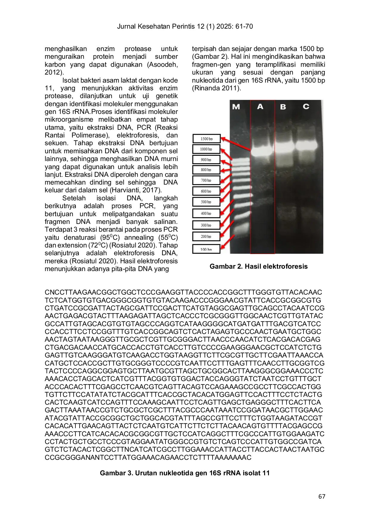 JURIS Isolasi Bakteri Asam Laktat Dari Tapai Beras Ketan Hitam Oryza sativa L Var Glutinosa dan Uji Aktivitas Enzim Protease