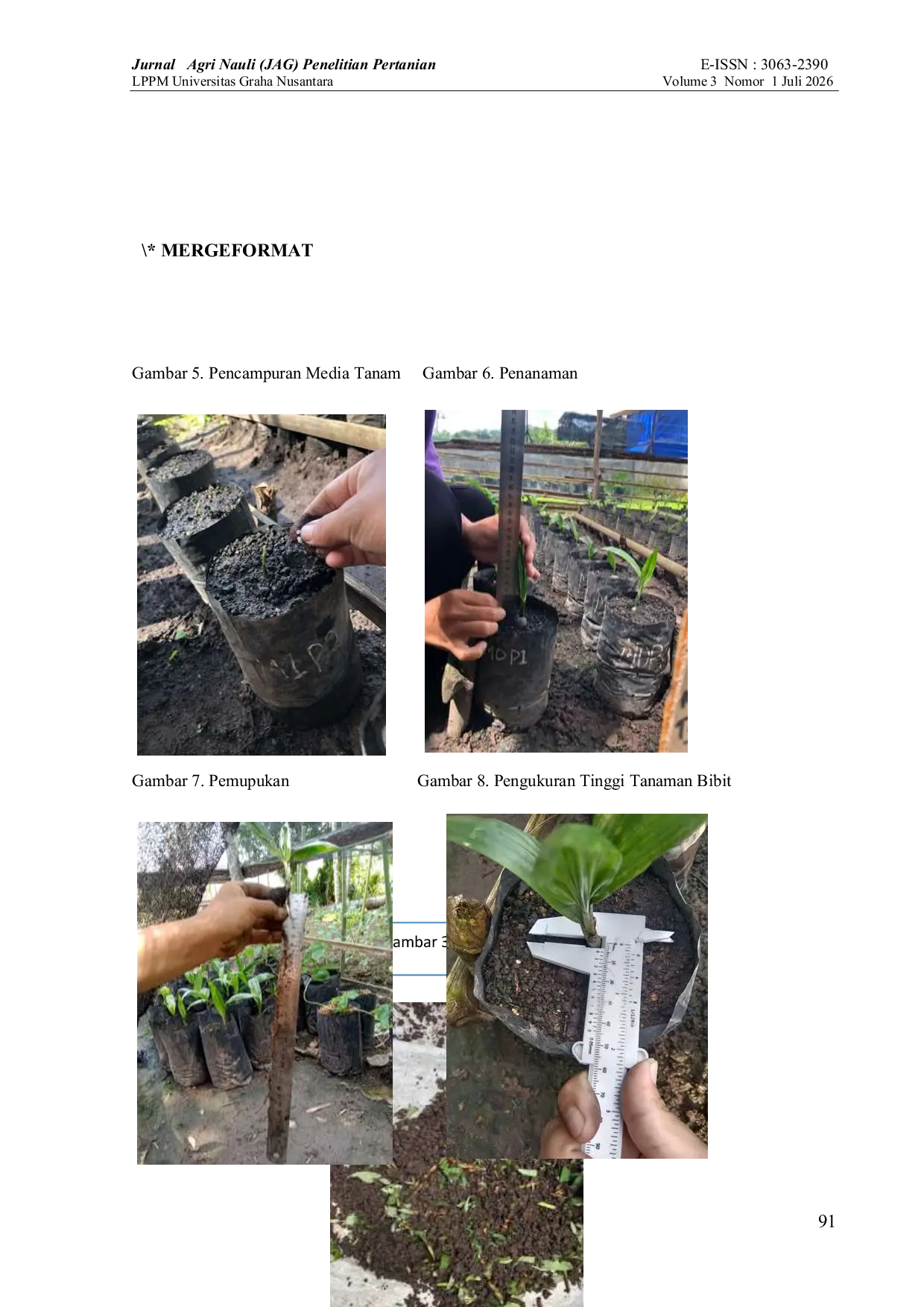 JURIS APLIKASI Mucuna bracteata DAN UREA DALAM MENINGKATKAN PERTUMBUHAN BIBIT KELAPA SAWIT Elaeis guineensis Jacq PADA PRE NURSERY
