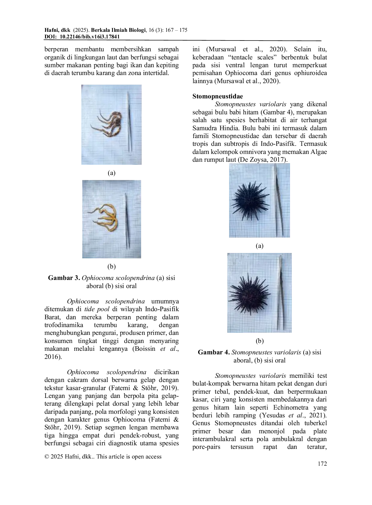 JURIS Diversity of Echinoderms from Intertidal Zone in Mesra Beach Gunungkidul Special Region of Yogyakarta