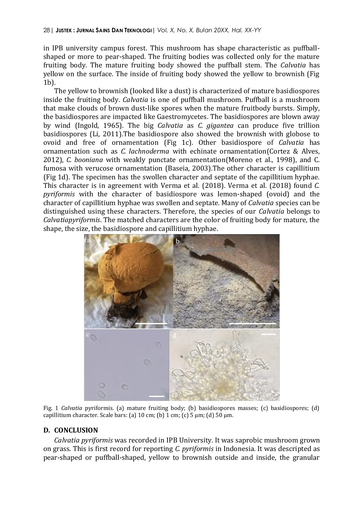 JURIS Calvatia pyriformis A New Record in Indonesia