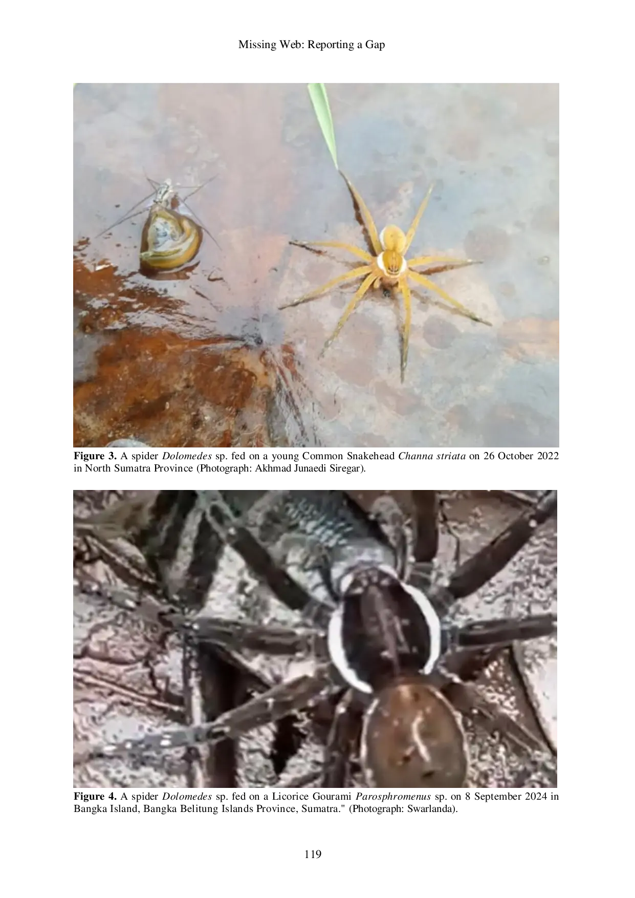 JURIS Missing Web Reporting a Gap in Fish Predation by Spiders Arachnida Araneae in Indonesia