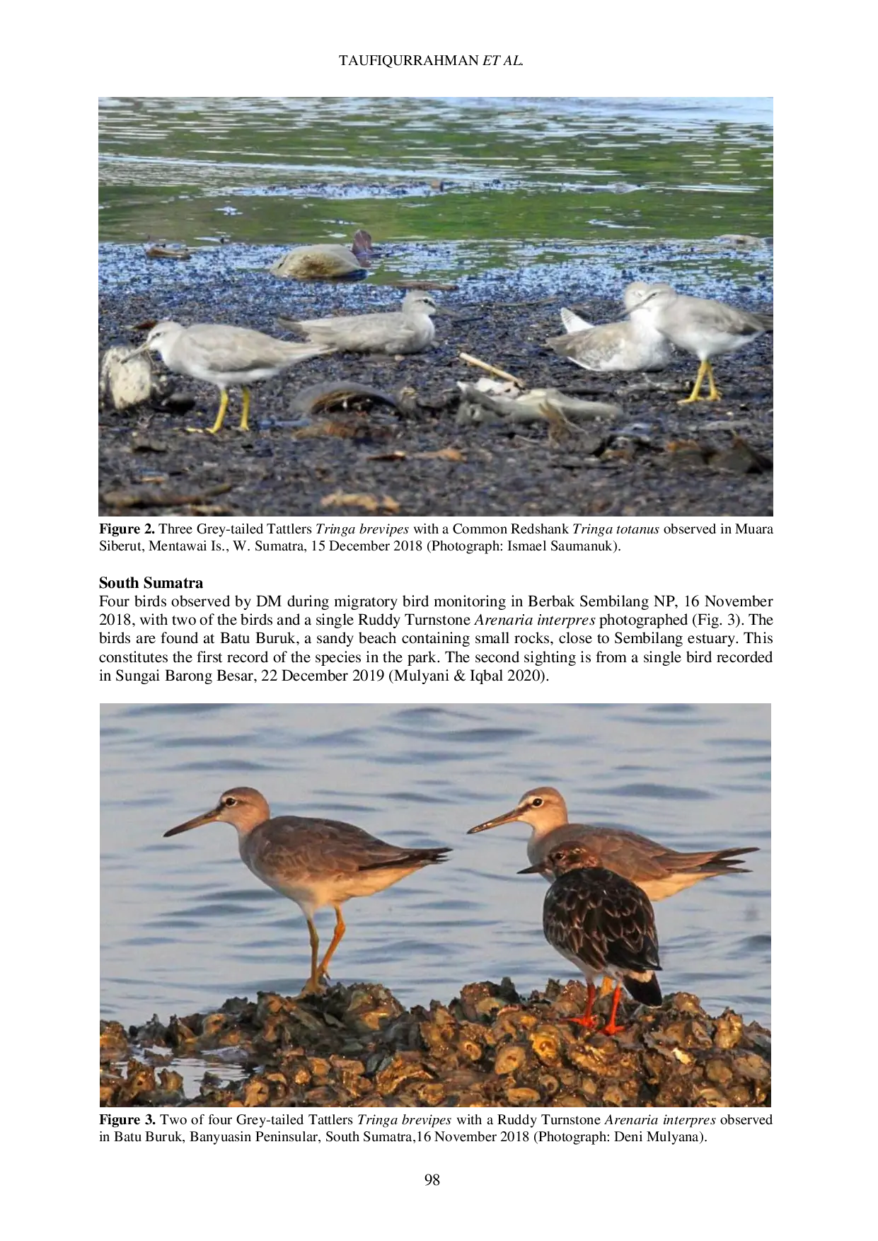JURIS An Overview of the Status of Grey tailed Tattler Tringa brevipes Charadriiformes Scolopacidae in Sumatra Indonesia