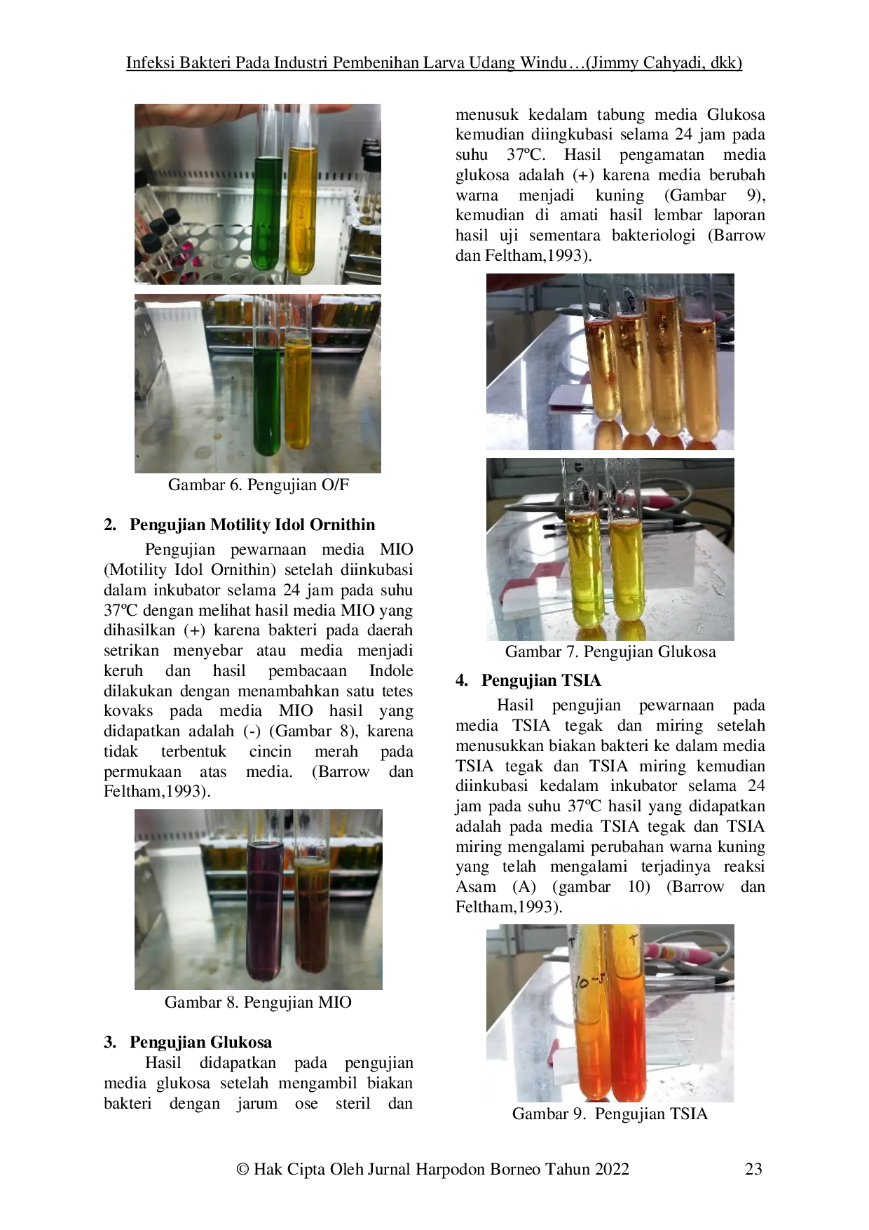 JURIS BACTERIAL INFECTION IN THE INDUSTRY OF Giant Tiger Prawn Penaeus monodon Larvae in Tarakan City