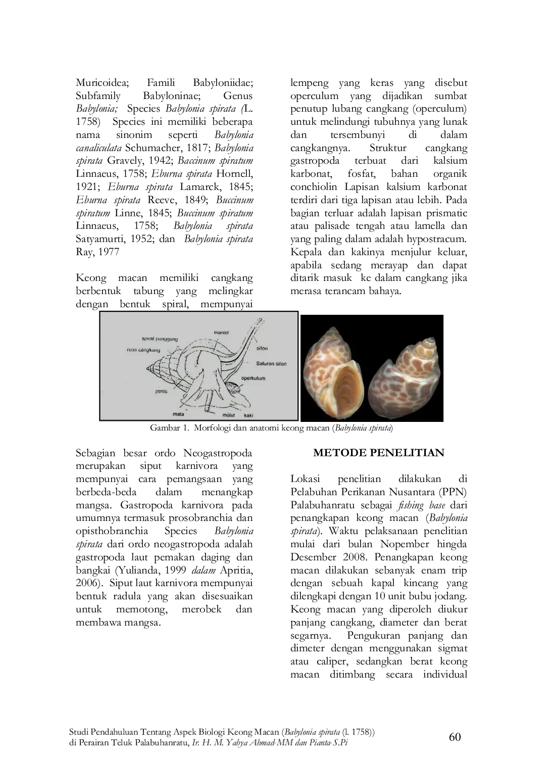 JURIS STUDI PENDAHULUAN TENTANG ASPEK BIOLOGI KEONG MACAN Babylonia spirata L 1758 DI PERAIRAN TELUK PALABUHANRATU
