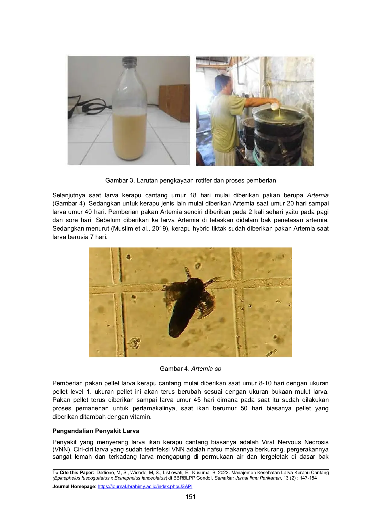 JURIS Manajemen Kesehatan Larva Kerapu Cantang Epinephelus fuscoguttatus x Epinephelus lanceolatus di BBRBLPP Gondol