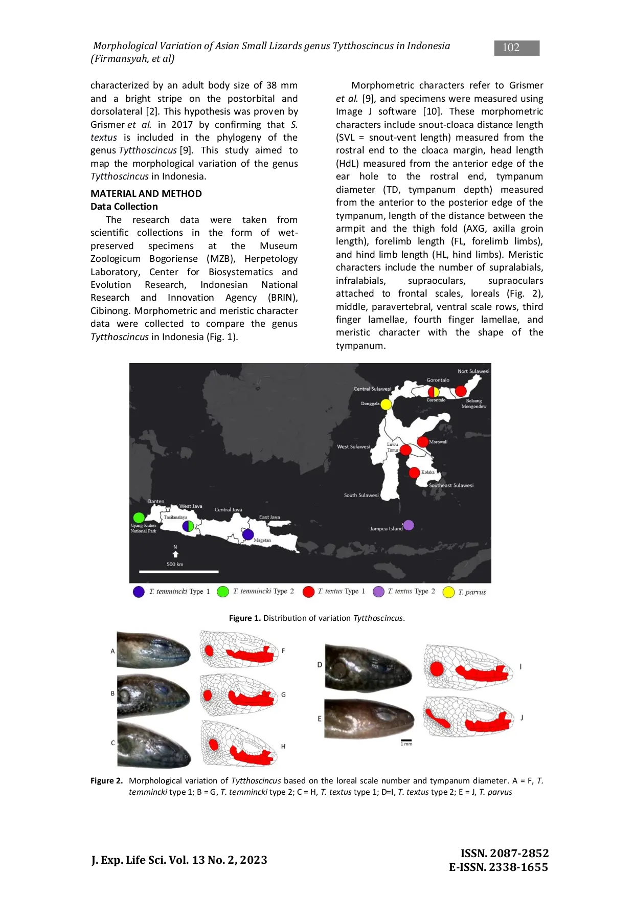 JURIS Morphological Variation of Asian Small Lizards genus Tytthoscincus Linkem Diesmos Brown Squamata Scincidae in Indonesia