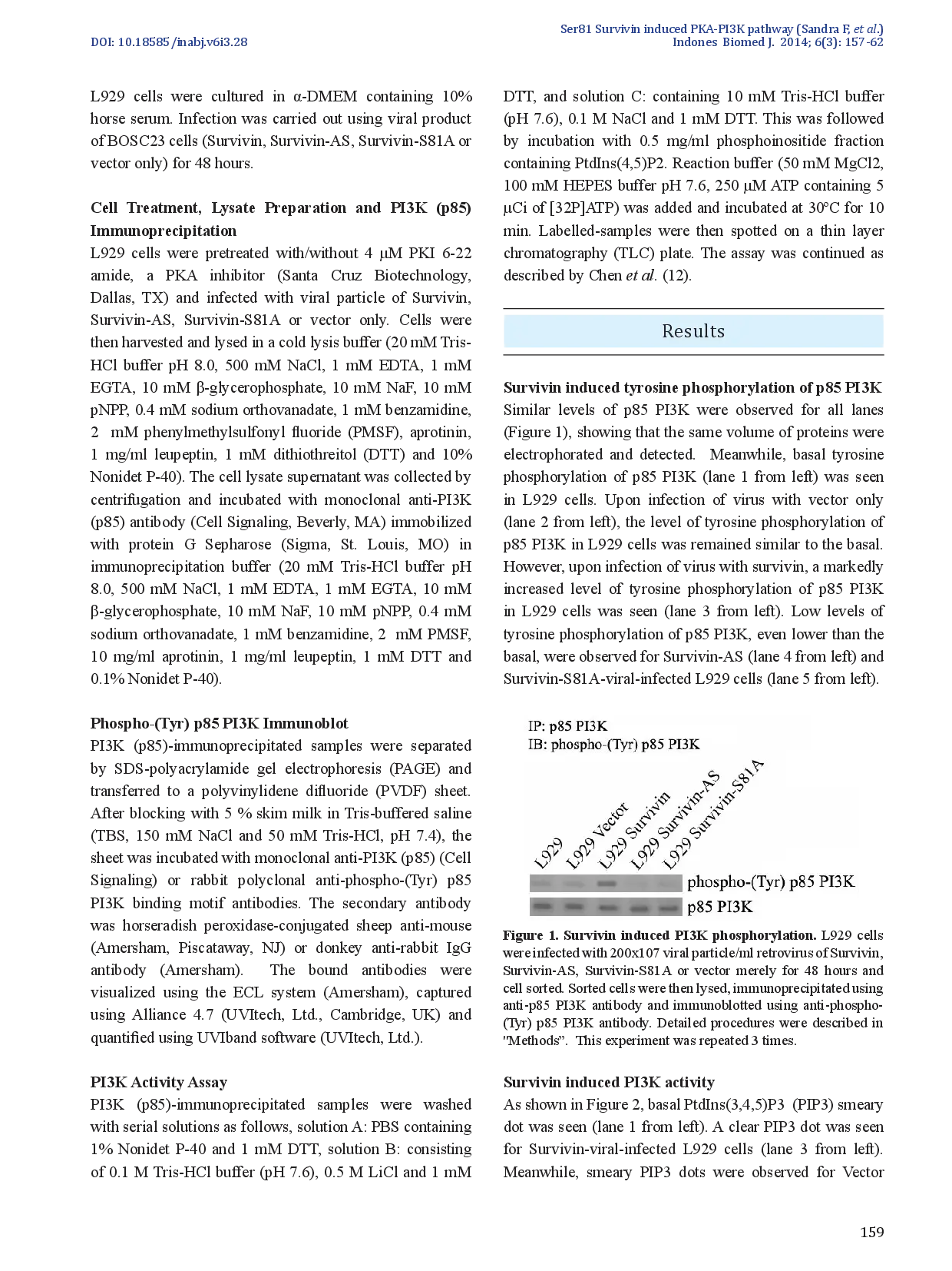 juris Ser81 Survivin Induced Protein Kinase A PKA dependent Phosphatidylinositol 3 kinase PI3K Activity