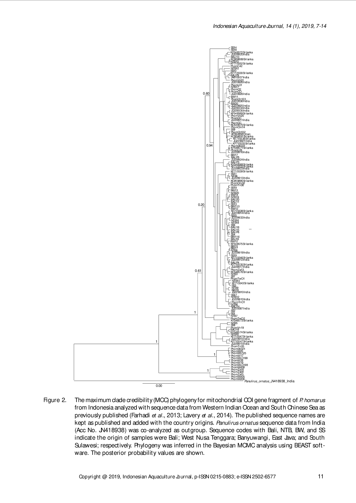 juris POPULATION GENETIC STRUCTURE OF SPINY LOBSTERS Panulirus homarus AND Panulirus ornatus IN THE INDIAN OCEAN CORAL TRIANGLE AND SOUTH CHINA SEA