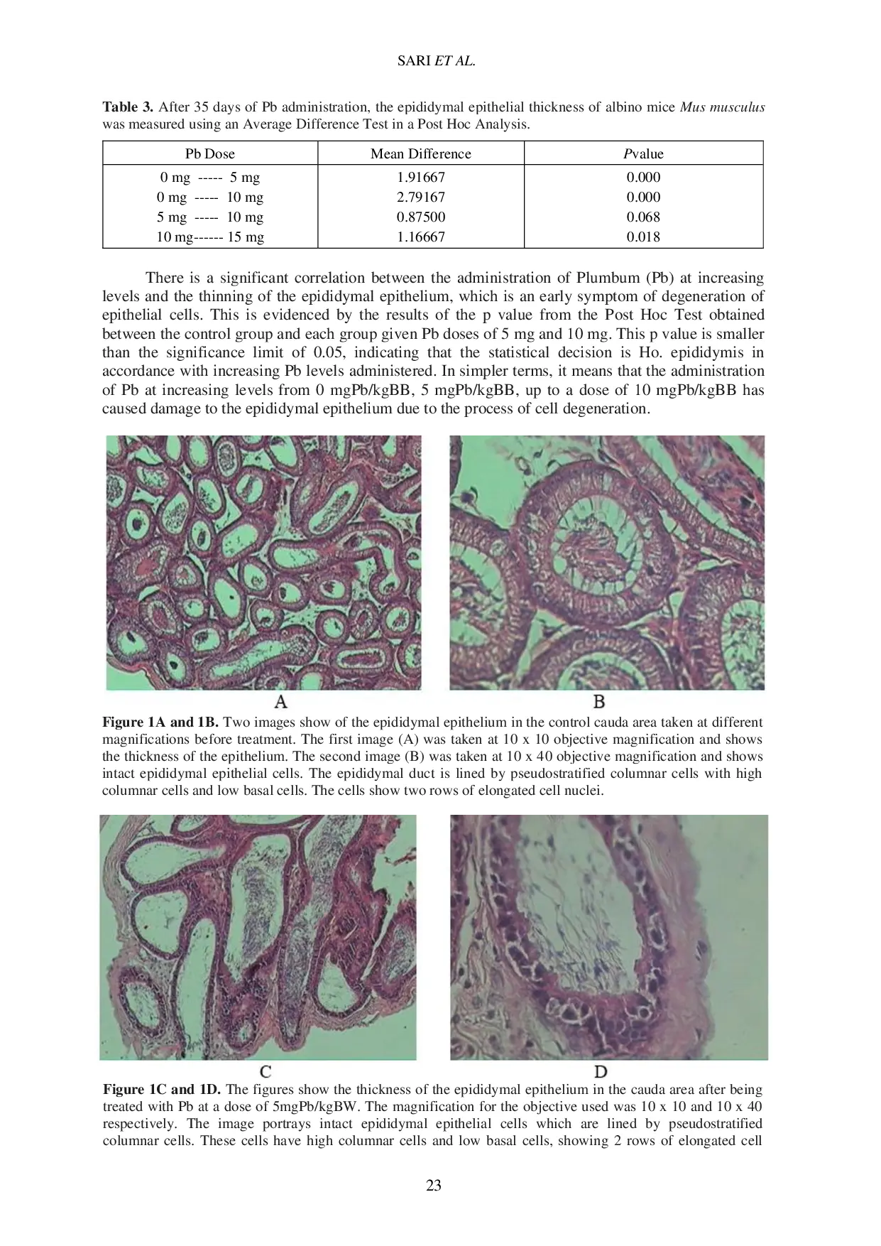 JURIS Histological of the Epididymis after Lead Plumbum Exposure in Albino Mice Mus musculus