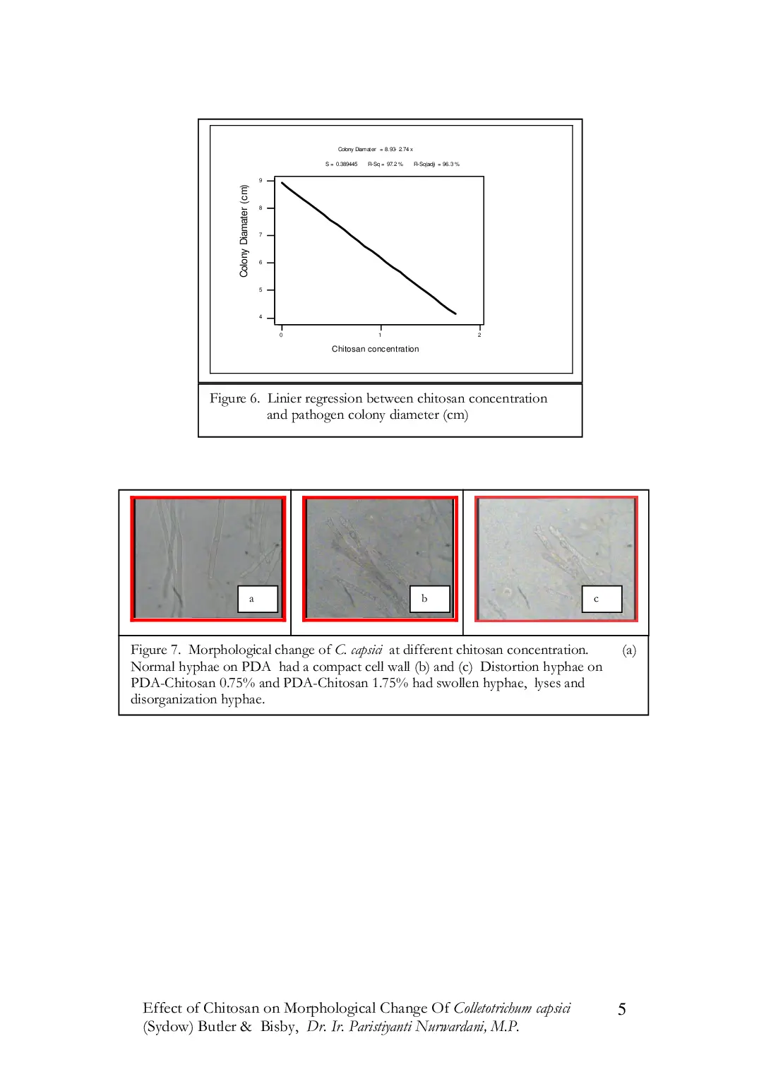 JURIS Effect of Chitosan on Morphological Change Of Colletotrichum capsici Sydow Butler Bisby