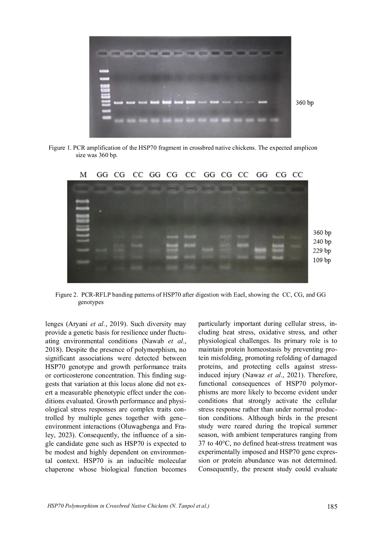 JURIS HSP70 gene polymorphism and association with growth performance and corticosterone in crossbred native chickens