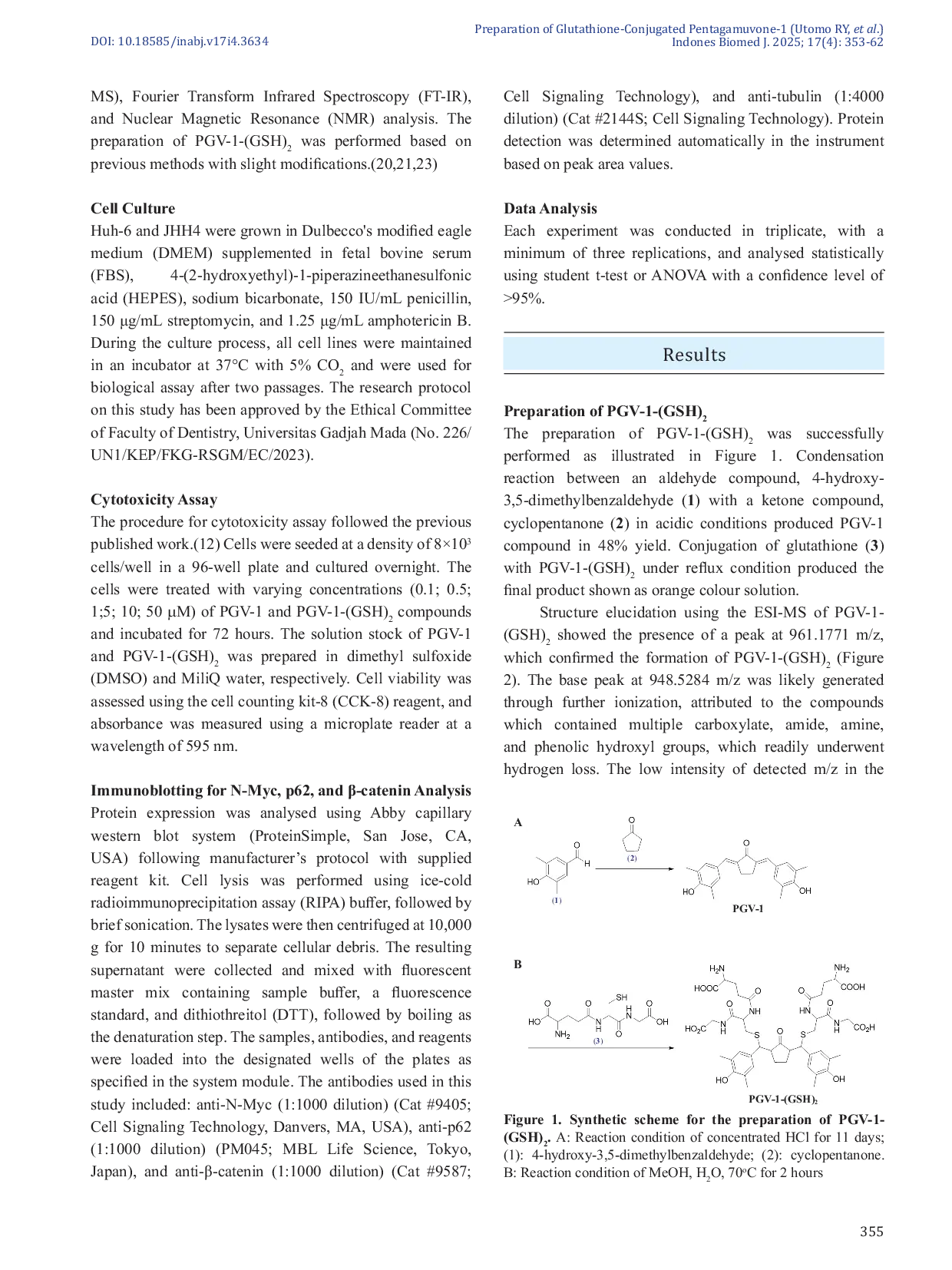 JURIS GSH conjugation Reduces PGV 1 Cytotoxicity and Its Ability in Downregulating N Myc catenin and p62 Protein in Huh 6 Cells