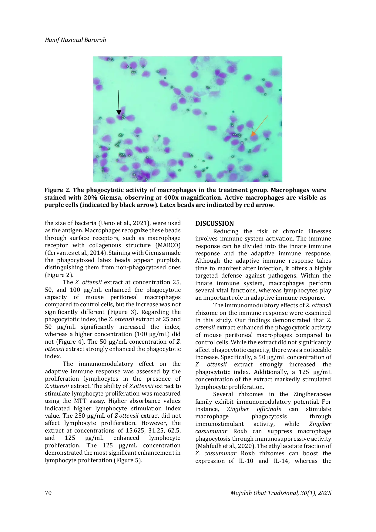 JURIS Immunostimulatory Effects of Zingiber ottensii Rhizome Extract on Mouse Lymphocytes and Peritoneal Macrophages
