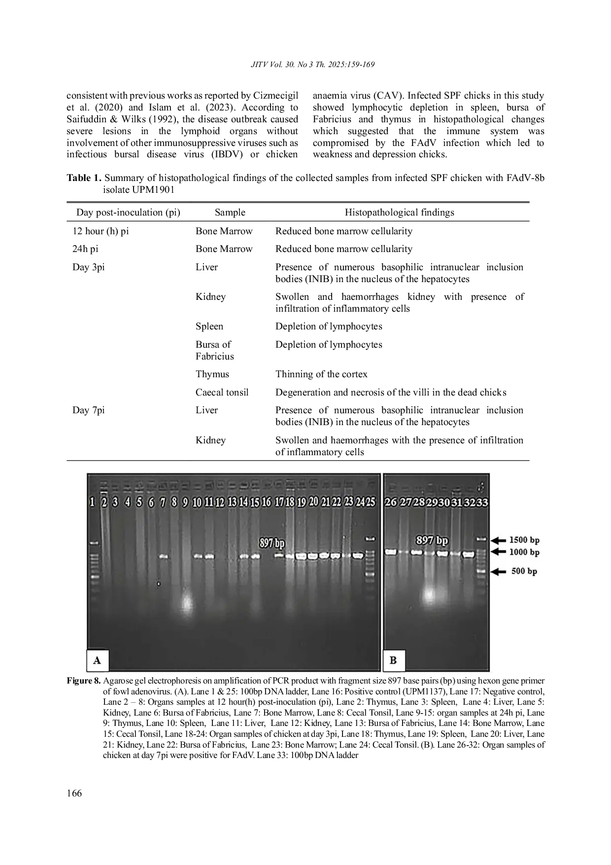 JURIS Pathological Changes and Virus Detection in Chickens Infected with Fowl Adenovirus 8b