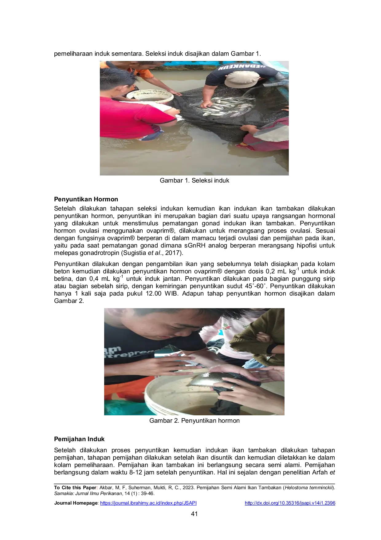 JURIS Pemijahan Semi Alami Ikan Tambakan Helostoma temminckii