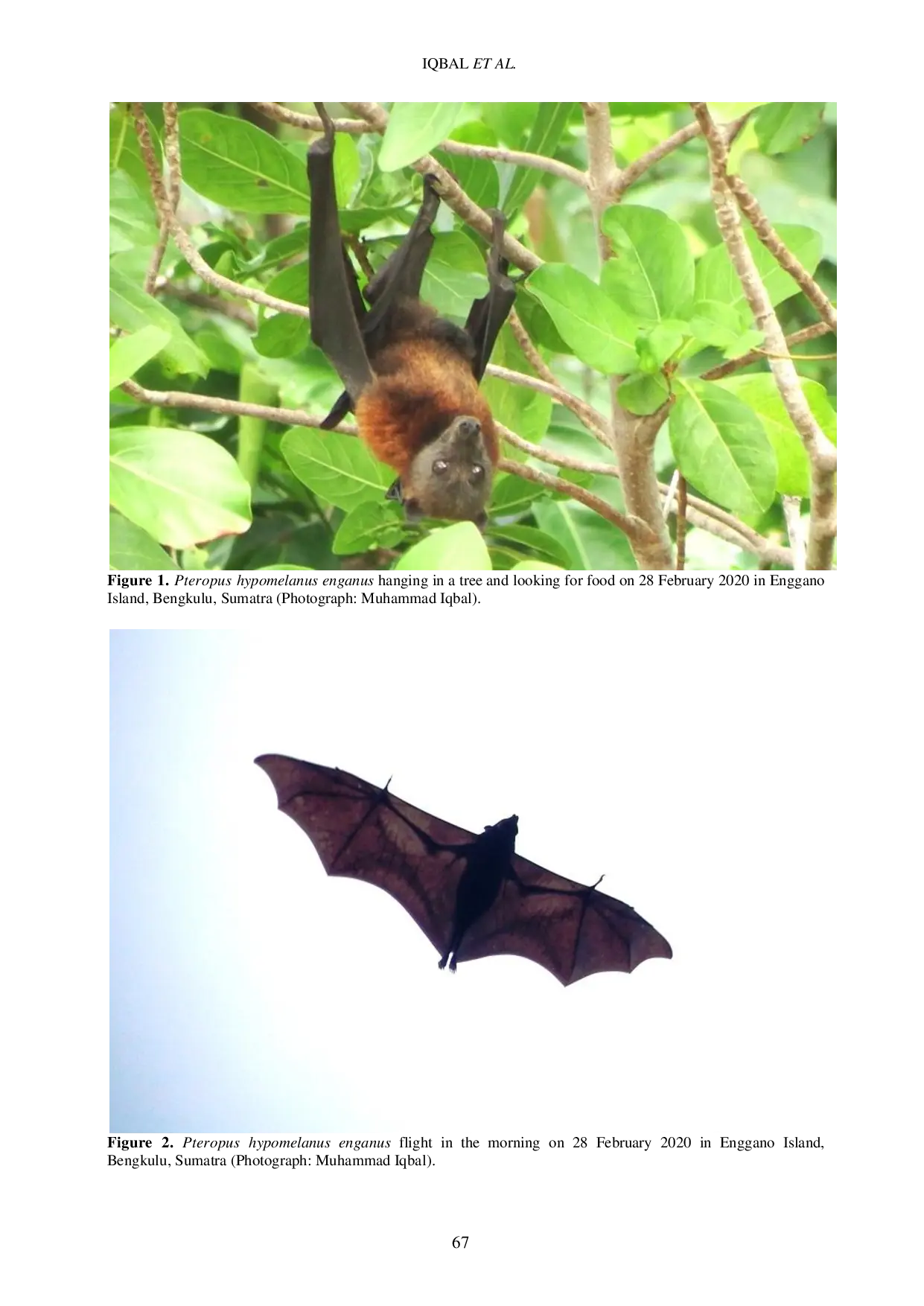 JURIS Notes on the Diurnal Activity of the Enggano Flying Fox Pteropus hypomelanus enganus Chiroptera Pteropodidae The Enggano Flying Fox Pteropus hypomelanus enganus