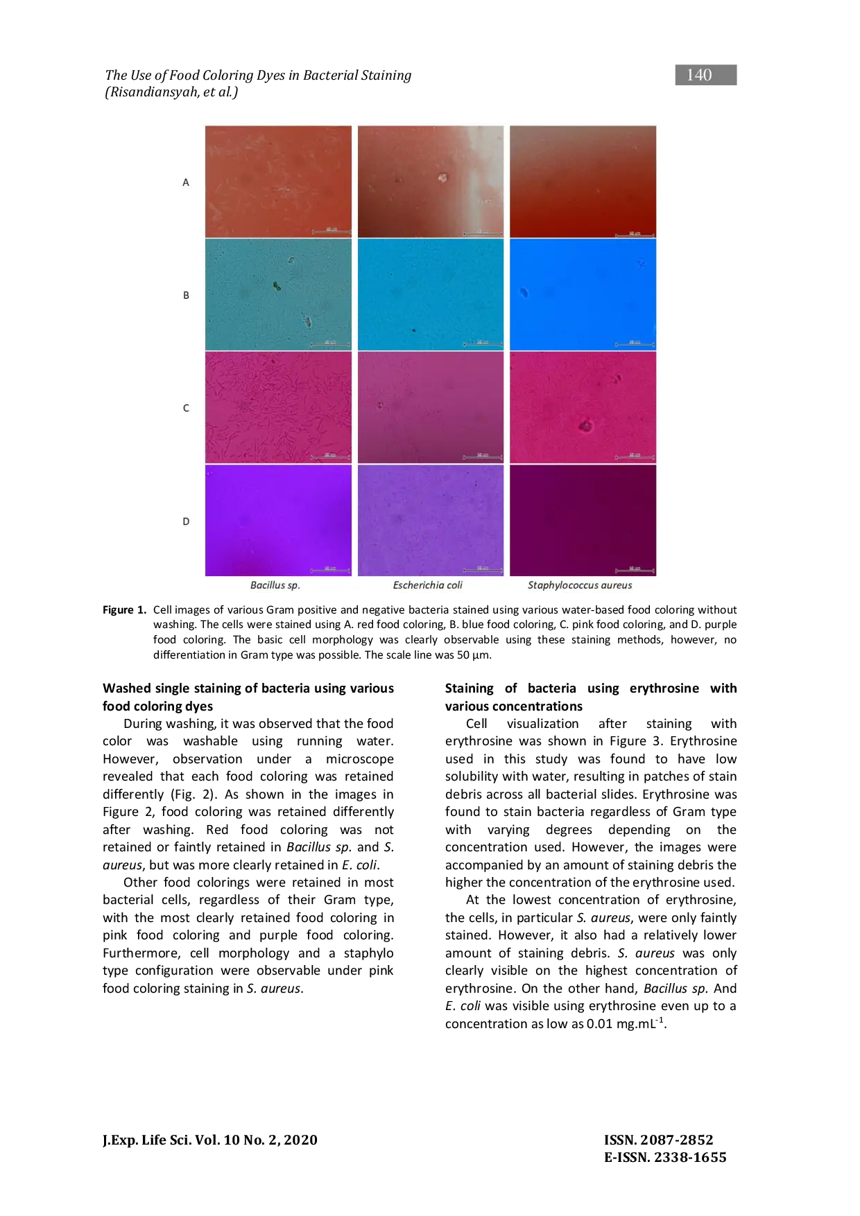 JURIS The Use of Food Coloring Dyes in Bacterial Staining