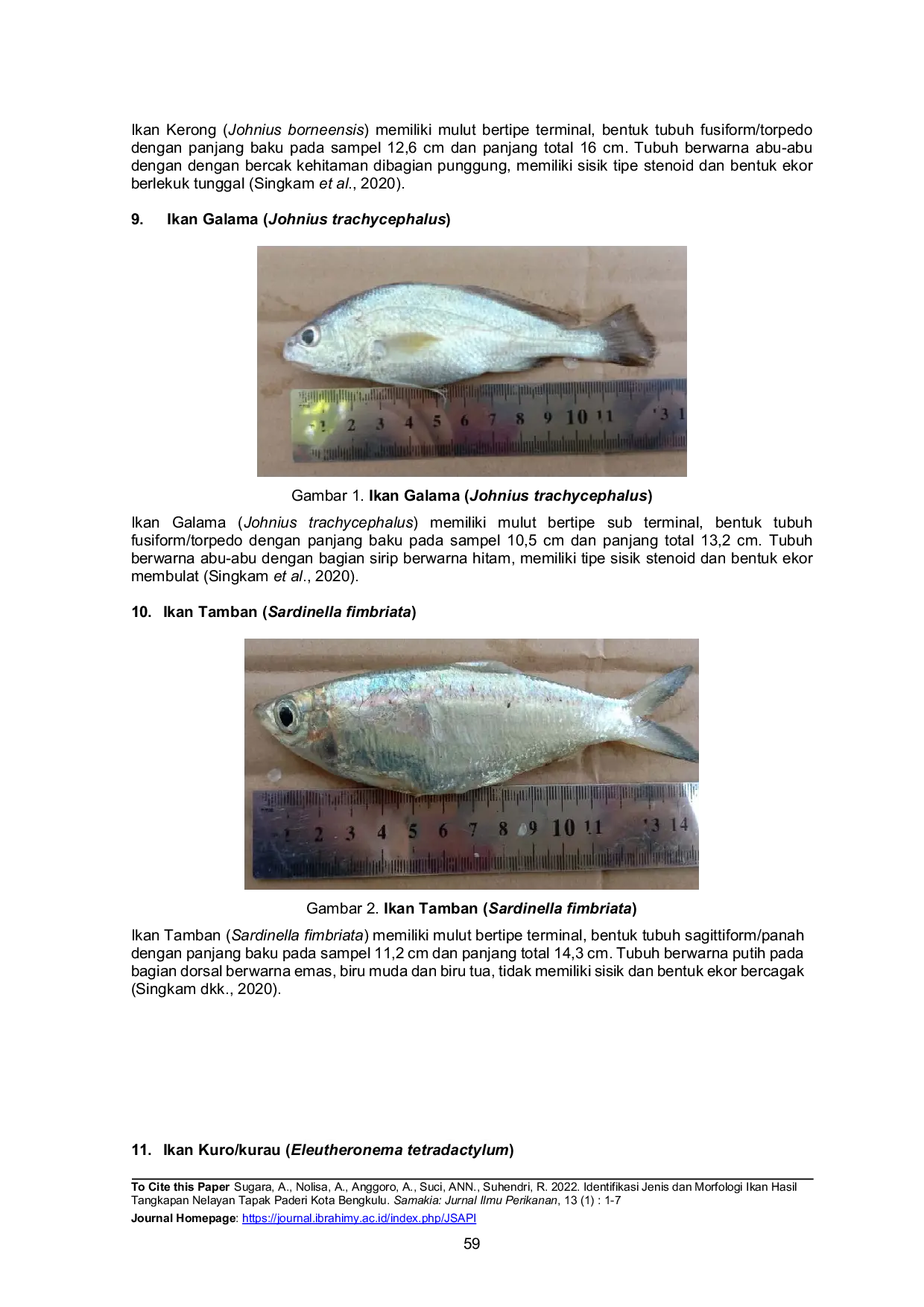 JURIS Identifikasi Keanekaragaman Jenis Ikan Hasil Tangkapan Nelayan Tapak Paderi Kota Bengkulu