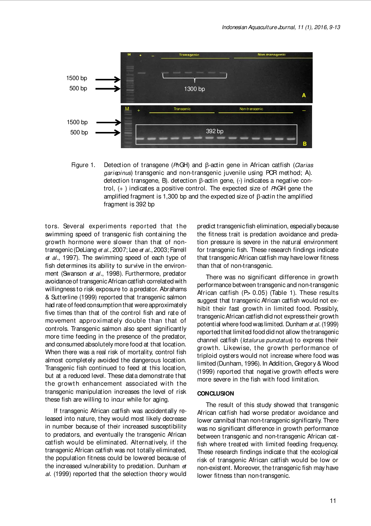 juris THE ABILITY OF FAST GROWING TRANSGENIC AFRICAN CATFISH Clarias gariepinus ON PREDATOR AVOIDANCE