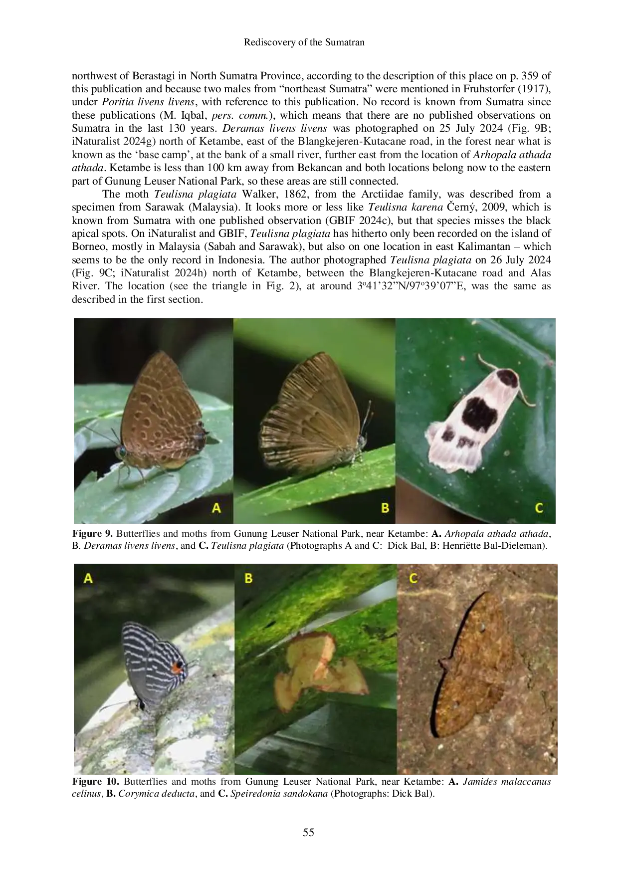JURIS Rediscovery of the Sumatran Endemics Onychogomphus rappardi Odonata Gomphidae and Herona sumatrana sumatrana Lepidoptera Nymphalidae with Notes on Observations of Other Rare Butterflies and Mot