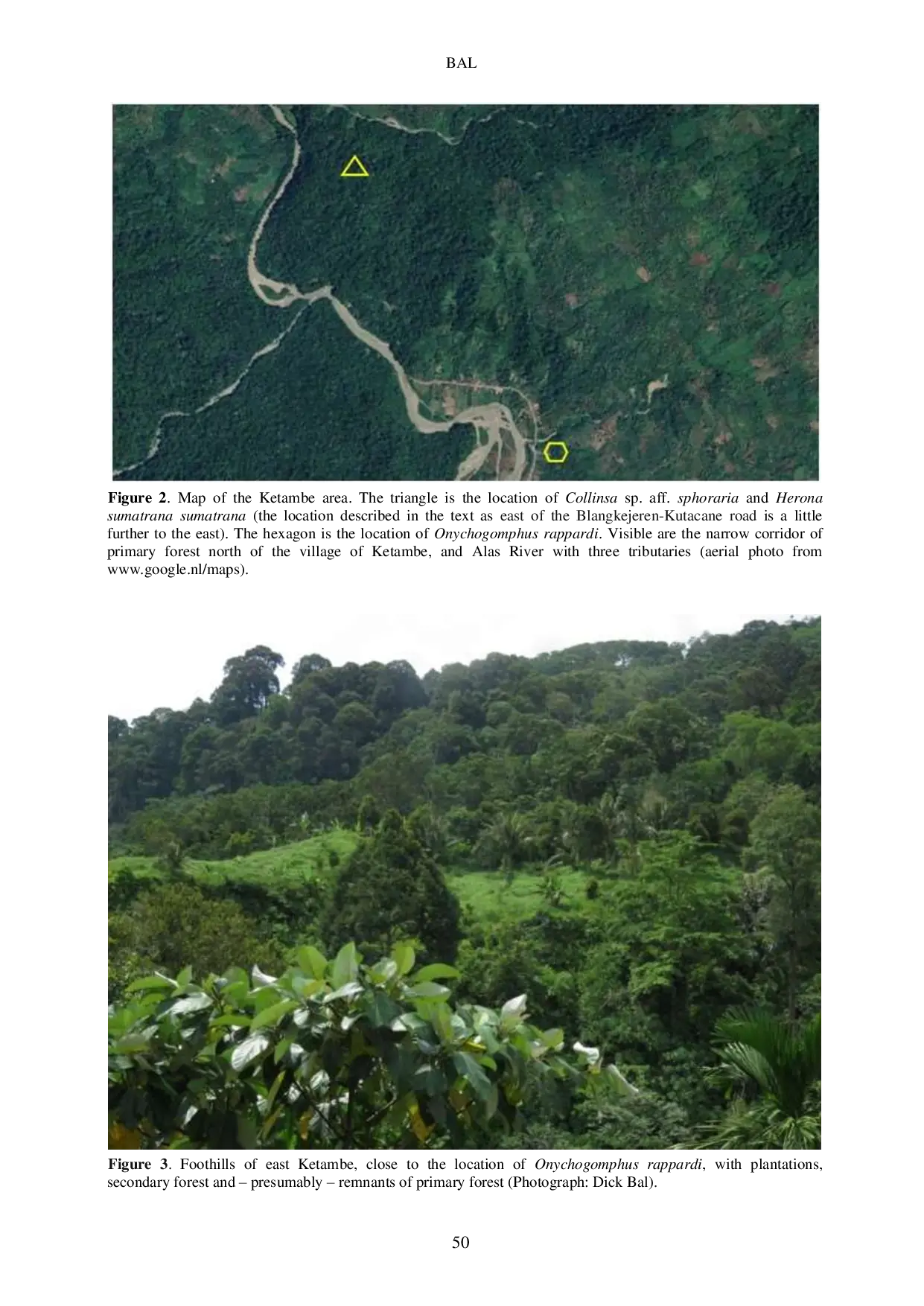 JURIS Rediscovery of the Sumatran Endemics Onychogomphus rappardi Odonata Gomphidae and Herona sumatrana sumatrana Lepidoptera Nymphalidae with Notes on Observations of Other Rare Butterflies and Mot