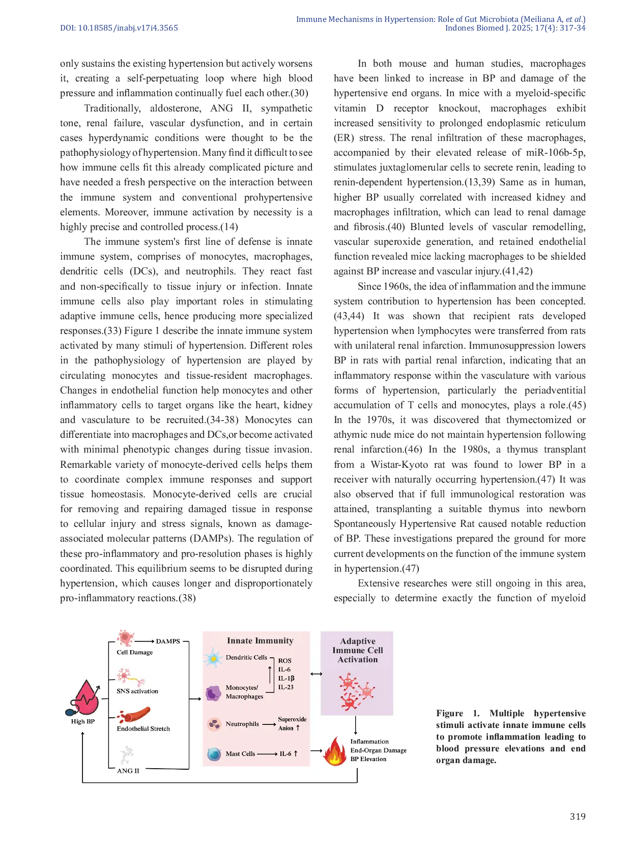 JURIS Therapeutic Potential of Gut Microbiota in Hypertension Mechanisms of Immune Modulation and Inflammation