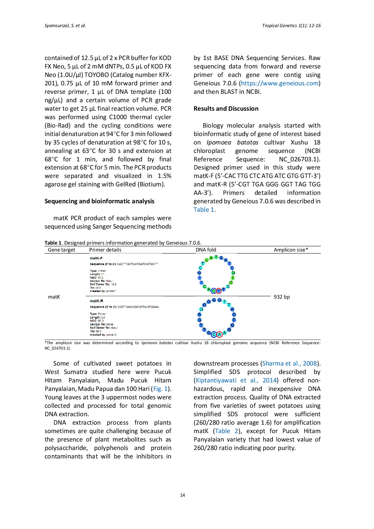 JURIS Design of primer Ipomoea batatas chloroplast gene matK