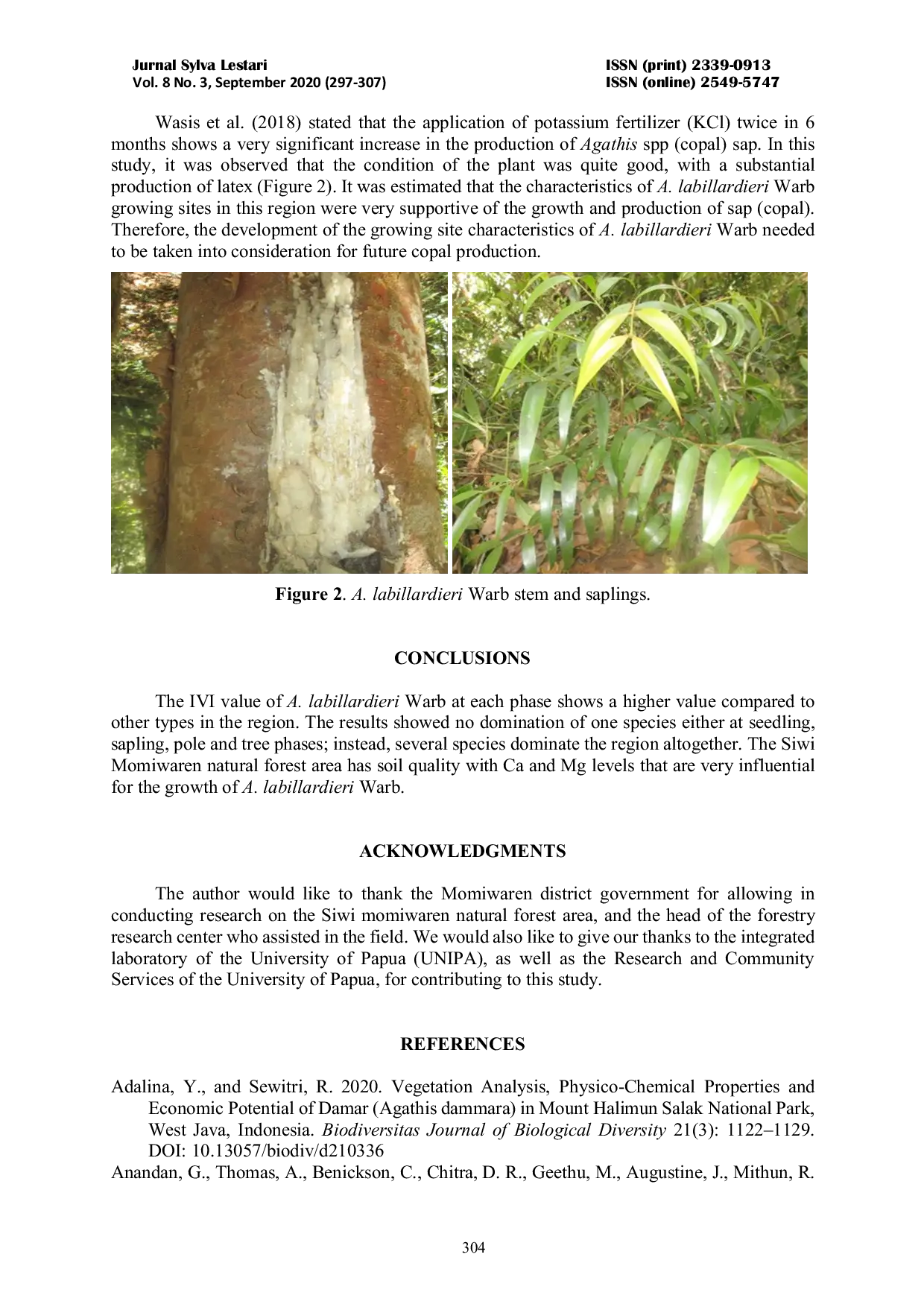 JURIS Growing Site Characteristics of Agathis labillardieri Warb in the Natural Forests of Siwi Momiwaren West Papua