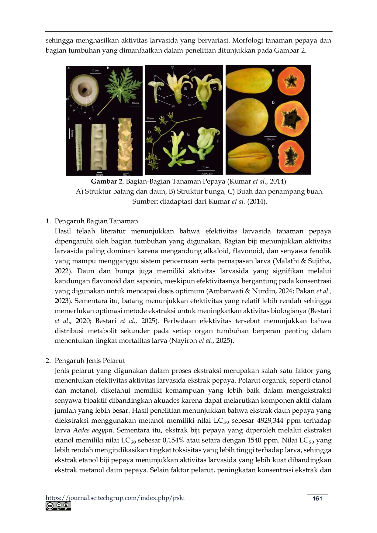 JURIS Potensi Tanaman Pepaya Carica papaya L sebagai Larvasida Nabati terhadap Larva Aedes aegypti Literatur Review