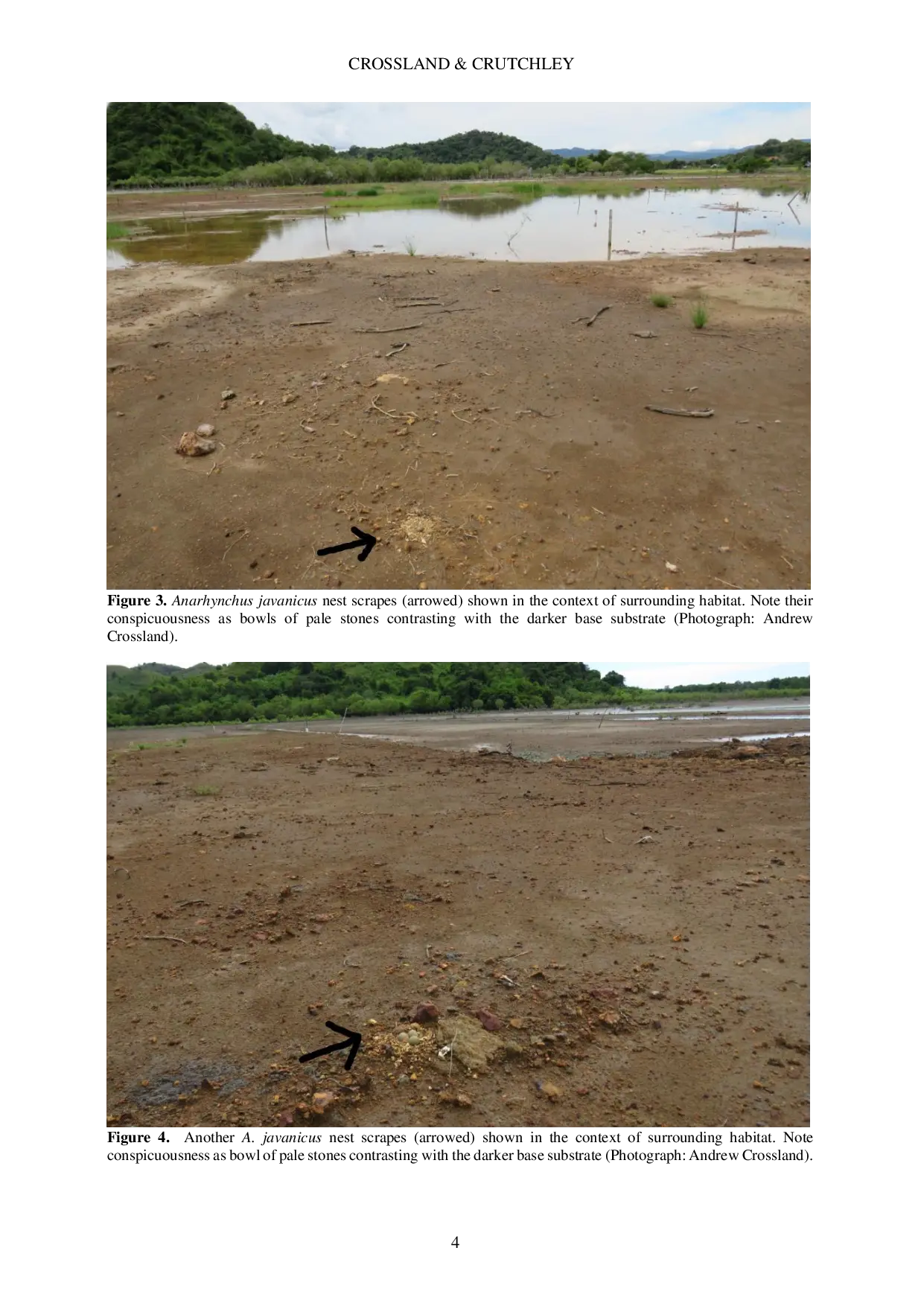 JURIS First breeding record of Javan Plover Anarhynchus javanicus Charadriiformes Charadriidae in Flores East Nusa Tenggara Indonesia