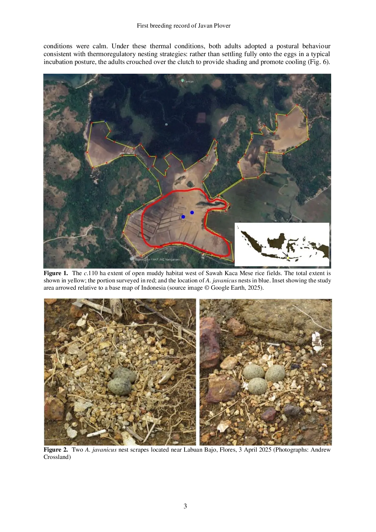 JURIS First breeding record of Javan Plover Anarhynchus javanicus Charadriiformes Charadriidae in Flores East Nusa Tenggara Indonesia