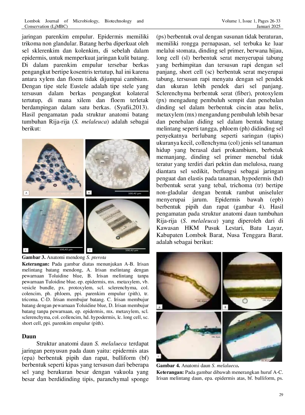 JURIS Anatomi Organ Vegetatif Tumbuhan Rija Rija Scleria melaleuca di Kawasan Hutan Kemasyarakatan HKM Pusuk Lestari Lombok Barat