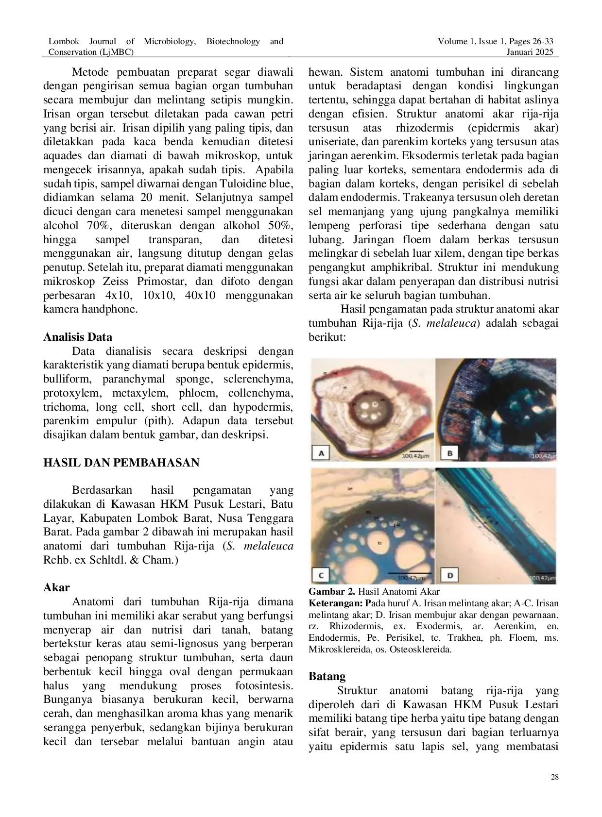 JURIS Anatomi Organ Vegetatif Tumbuhan Rija Rija Scleria melaleuca di Kawasan Hutan Kemasyarakatan HKM Pusuk Lestari Lombok Barat