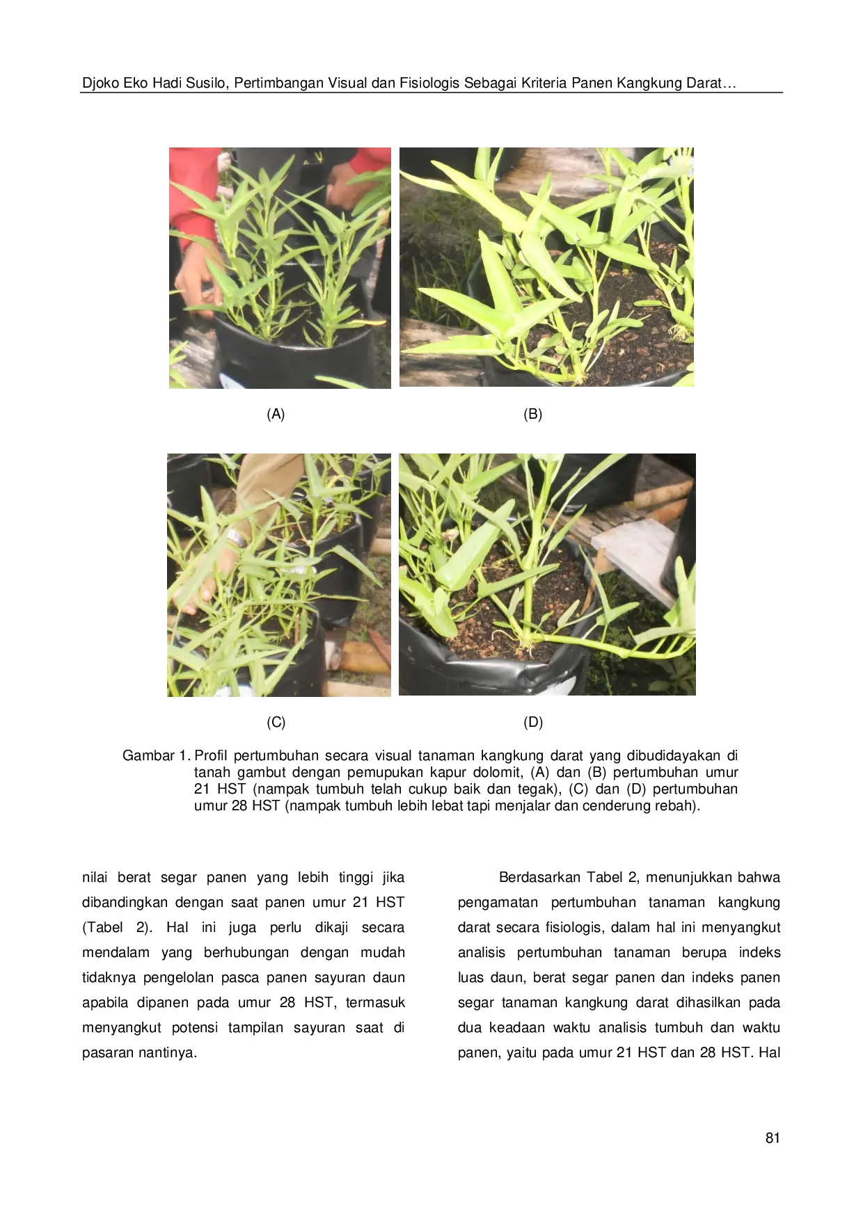 JURIS Pertimbangan Visual dan Fisiologis sebagai Kriteria Panen Kangkung Darat Akibat Pemberian Kapur Dolomit di Tanah Gambut