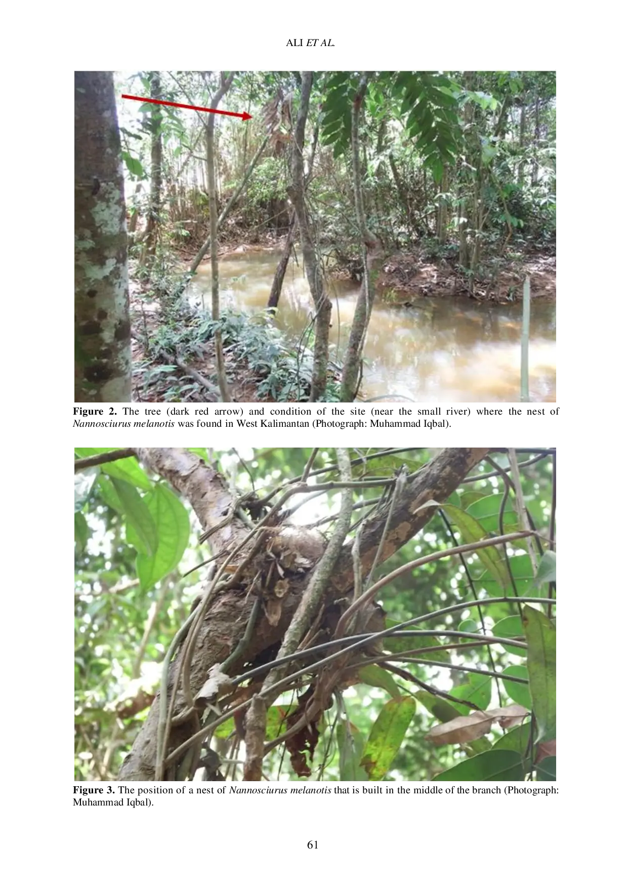 JURIS First Documentation of Nest and Immature Juvenile Black eared Squirrel Nannosciurus melanotis Rodentia Sciuridae in the Wild
