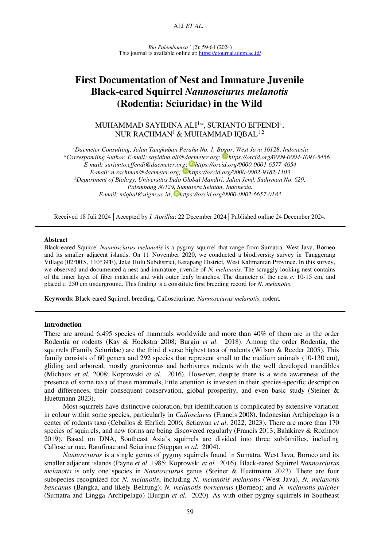 JURIS First Documentation of Nest and Immature Juvenile Black eared Squirrel Nannosciurus melanotis Rodentia Sciuridae in the Wild