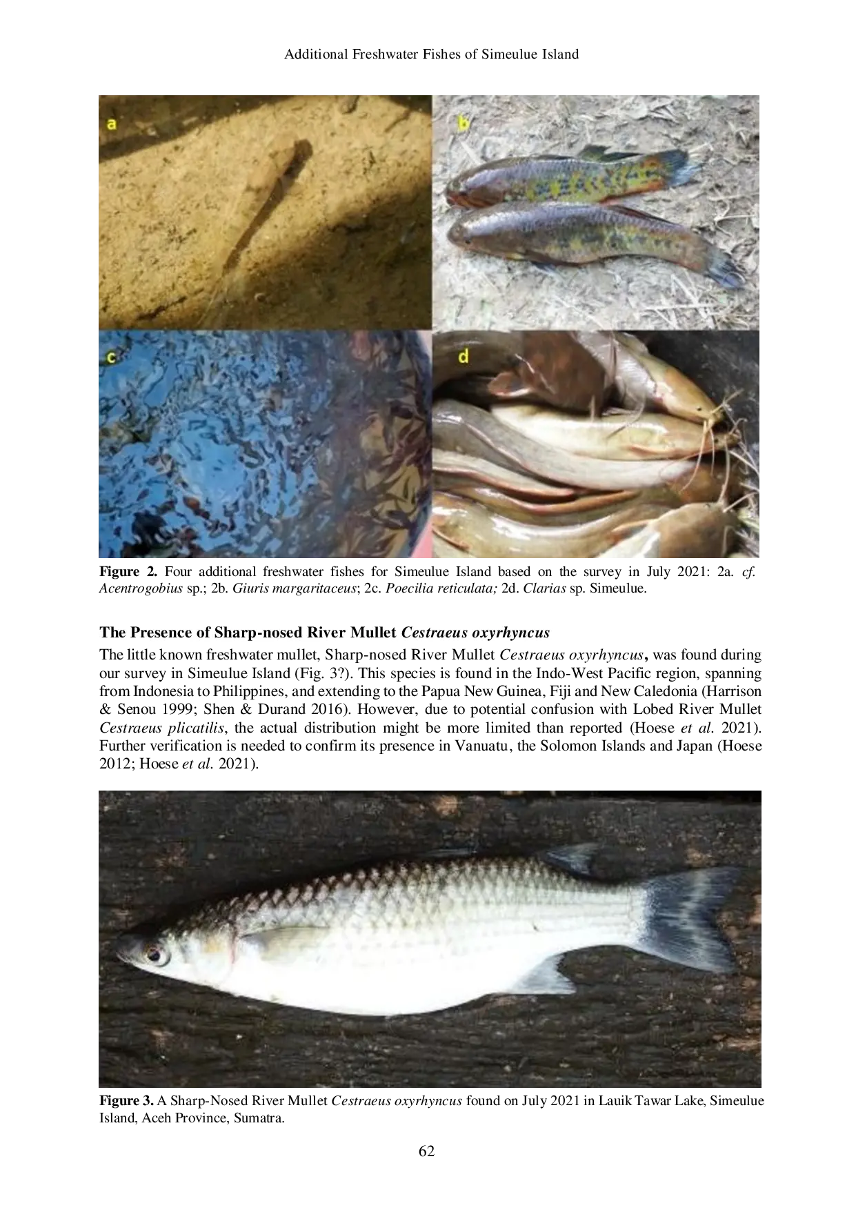 JURIS Additional Freshwater Fishes of Simeulue Island with Special Reference to the Presence of Sharp Nosed River Mullet Cestraeus oxyrhyncus Actinopterygii Mugilidae