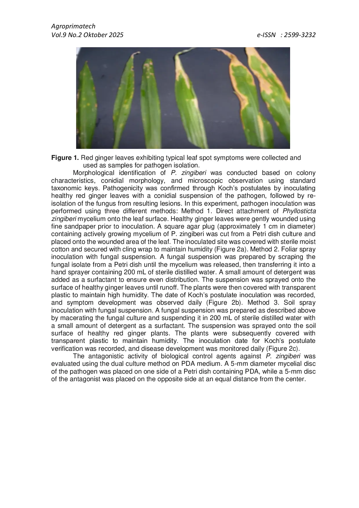 JURIS Test Potential of Selected Biological Control Fungi Against Phyllosticta zingiberi Under Laboratory Conditions