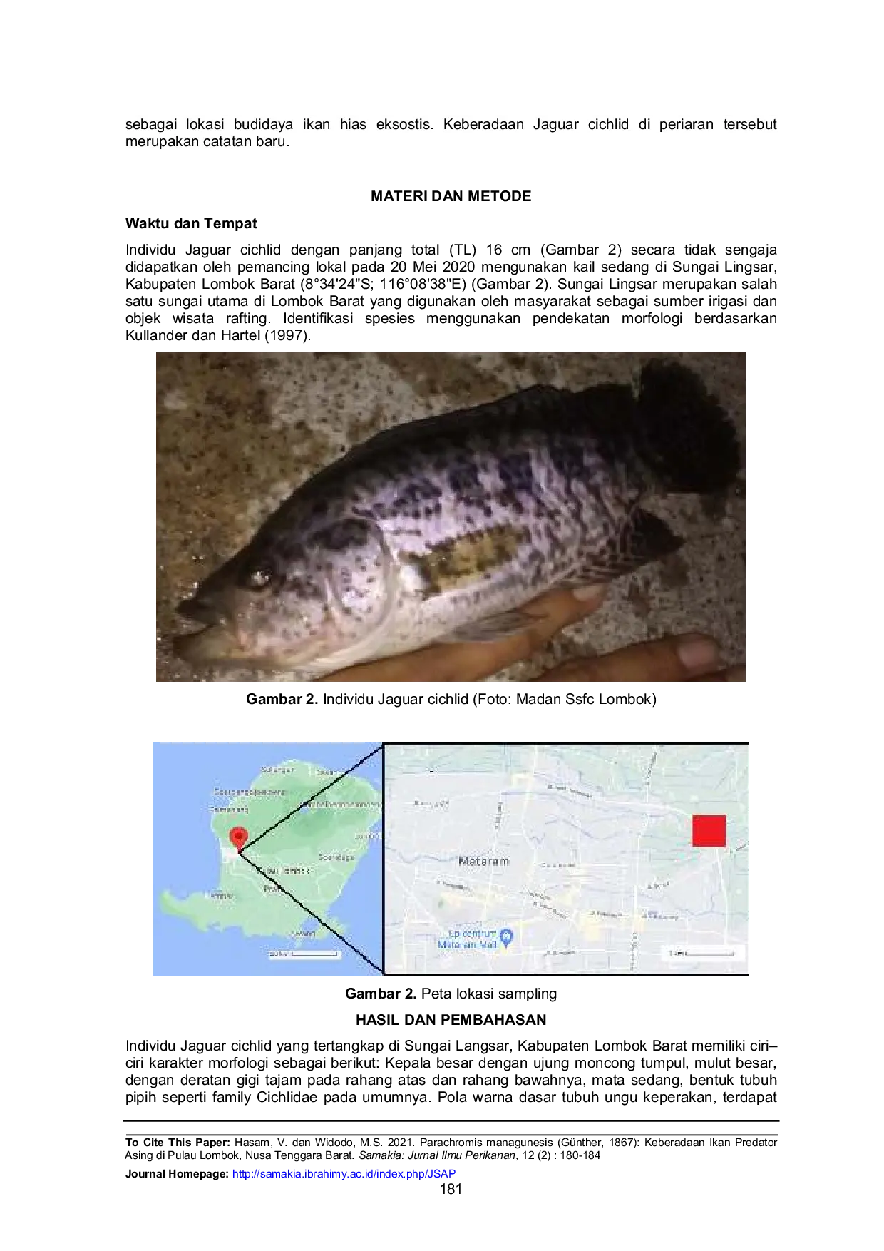 JURIS Parachromis managunesis G nther 1867 Keberadaan Ikan Predator Asing di Pulau Lombok Nusa Tenggara Barat Jaguar chiclid di Lombok