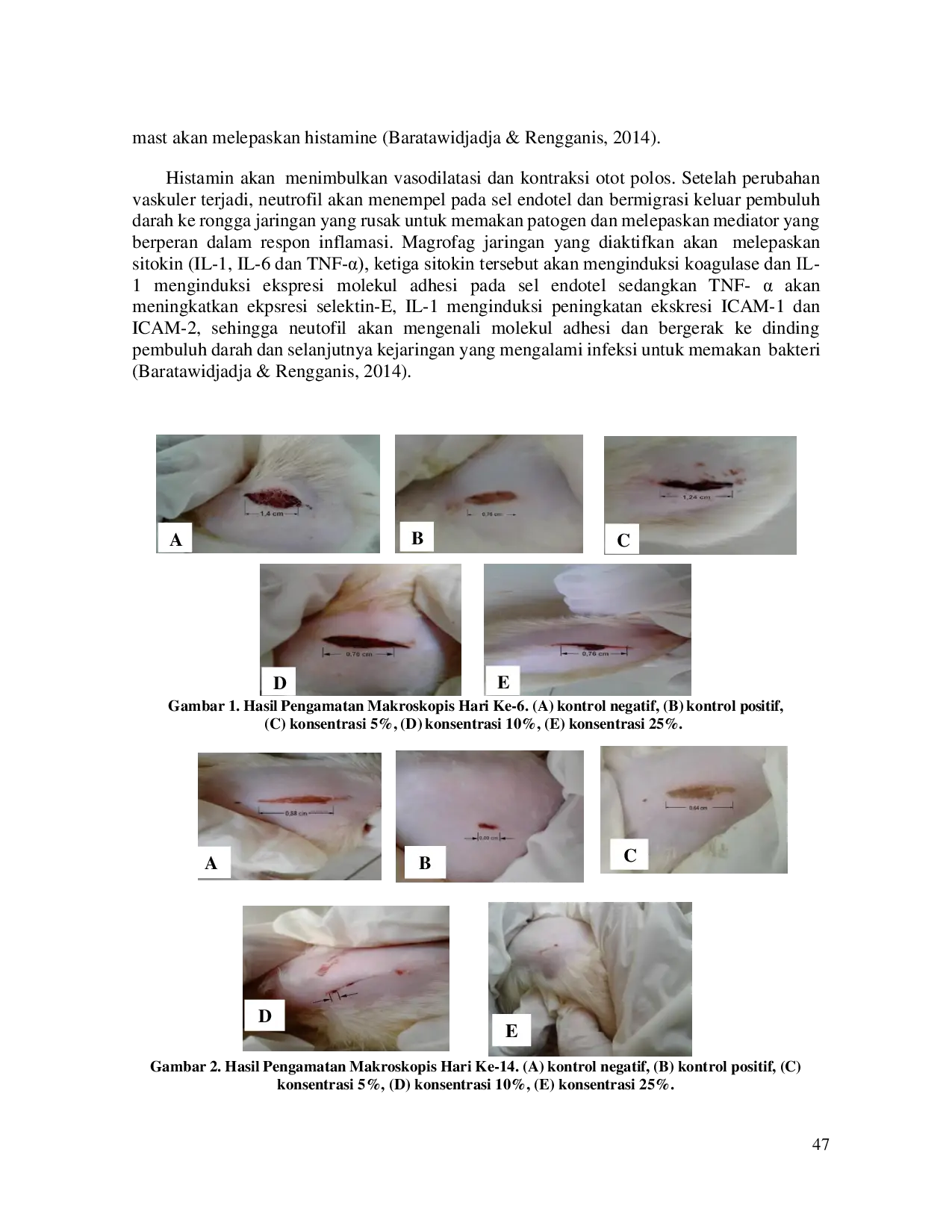 JURIS GAMBARAN MAKROSKOPIS EFEK FRAKSI ETIL ASETAT BUAH PARIJOTO Medinilla speciosa Blume TERHADAP PENYEMBUHAN LUKA SAYAT PADA TIKUS WISTAR YANG TERINFEKSI Staphylococcus aureus SECARA IN VIVO