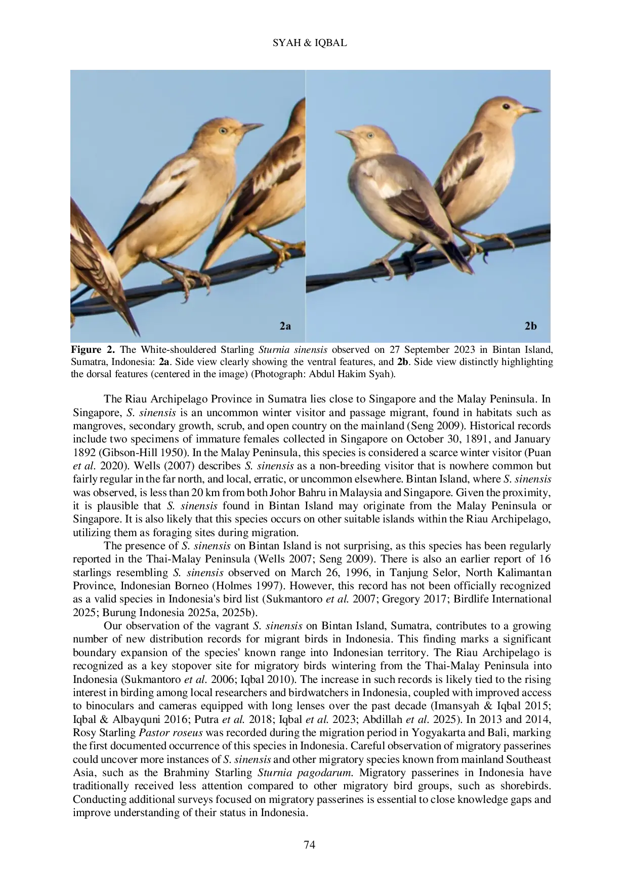 JURIS Breaking Boundaries First Report of White shouldered Starling Sturnia sinensis Passeriformes Sturnidae in Indonesia