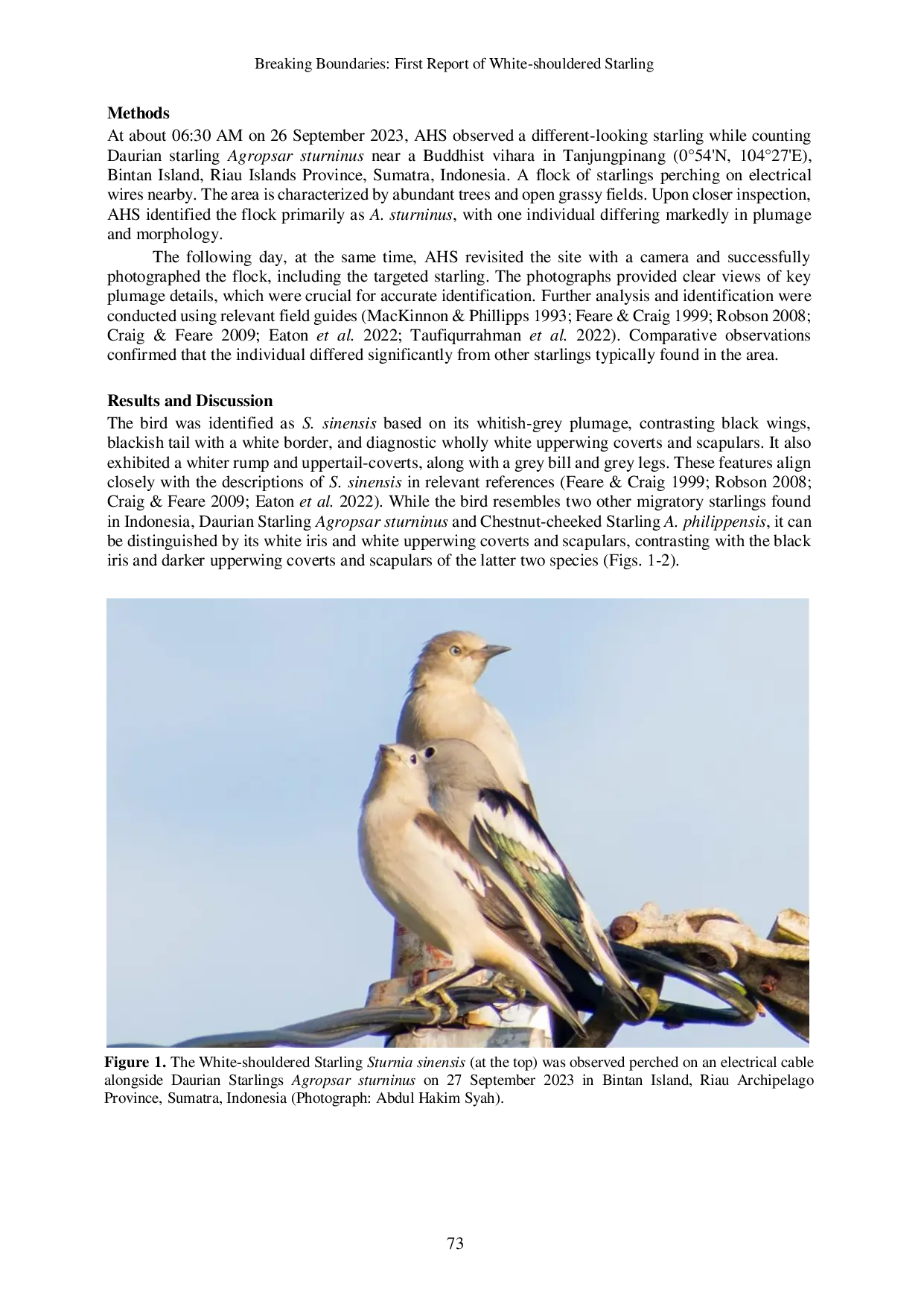 JURIS Breaking Boundaries First Report of White shouldered Starling Sturnia sinensis Passeriformes Sturnidae in Indonesia