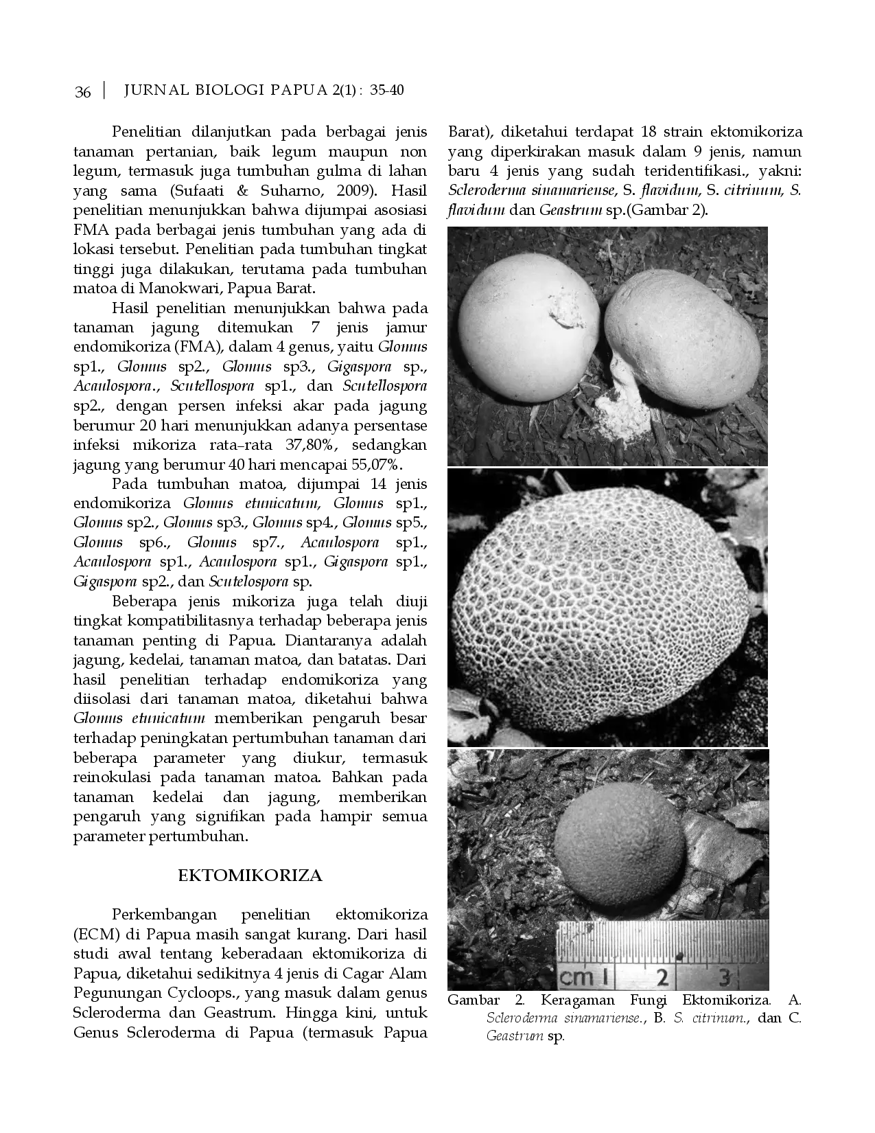 juris Perkembangan Penelitian Mikoriza di Papua