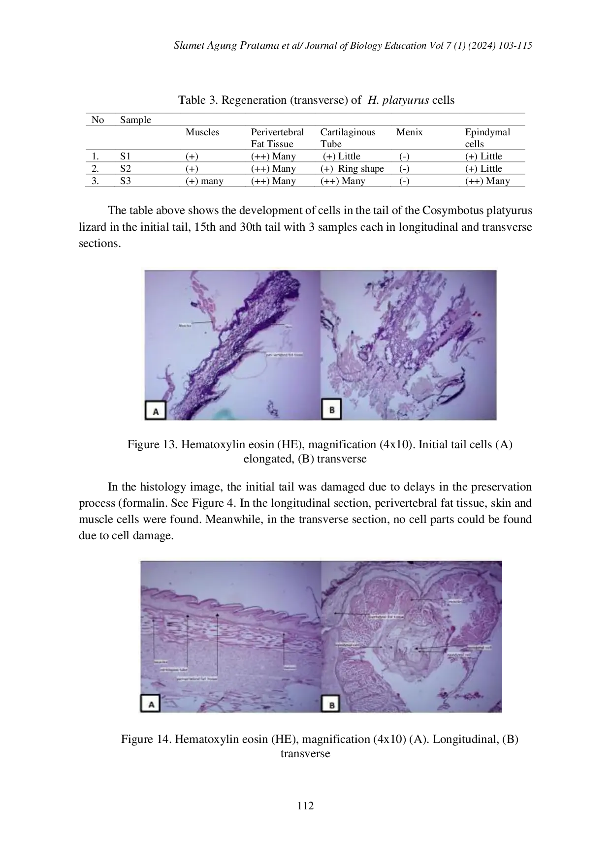 JURIS Cell Regeneration Capability in Lizards Mabouya multifasiata and Flat Tailed House Gecko Hemidactylus platyurus
