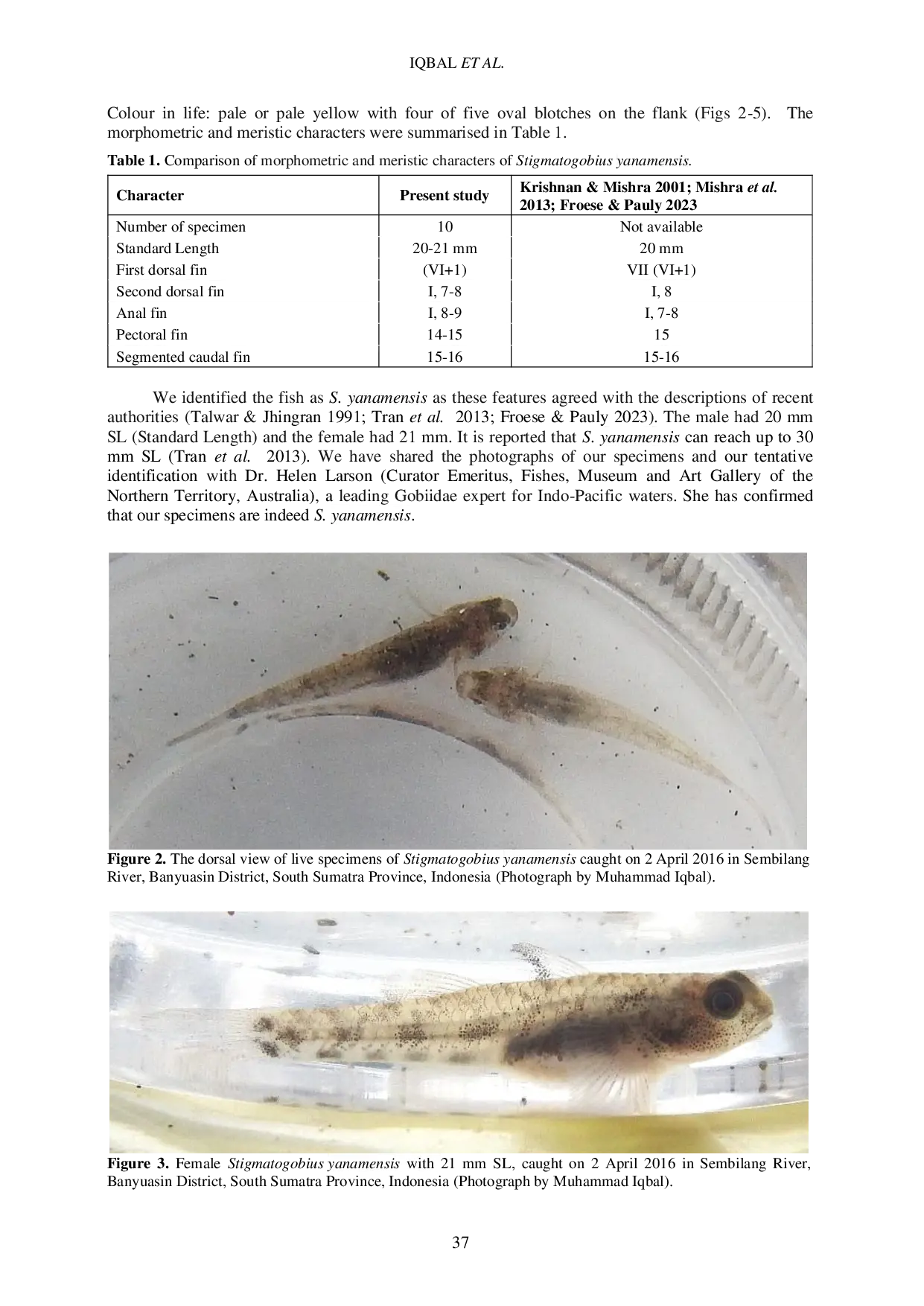 JURIS First records of Stigmatogobius yanamensis Visweswara Rao 1971 Perciformes Gobiidae in Indonesian waters