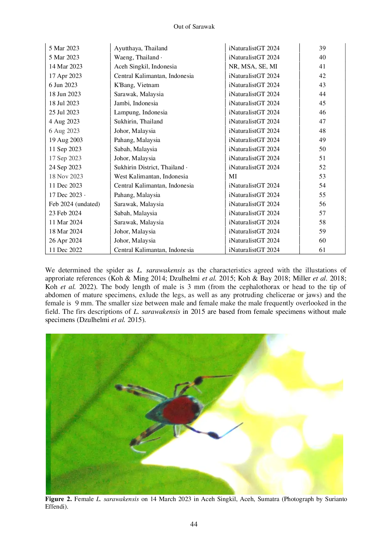 JURIS Out of Sarawak Further Records Red blue big jawed spider Leucauge sarawakensis Arachnida Araneae in Southeast Asia