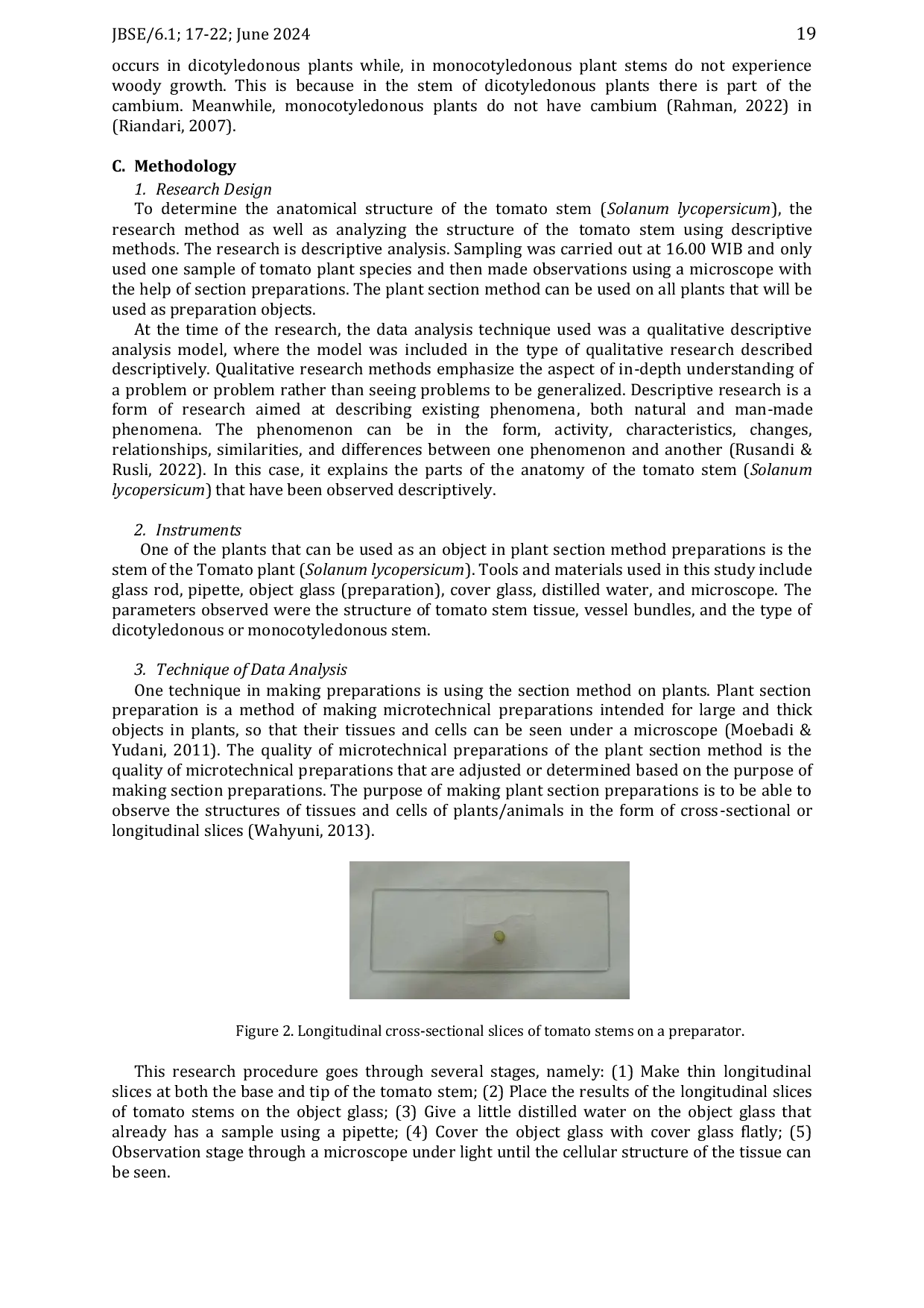 JURIS Analysis of Stem Anatomical Structure in Tomato Solanum lycopersicum